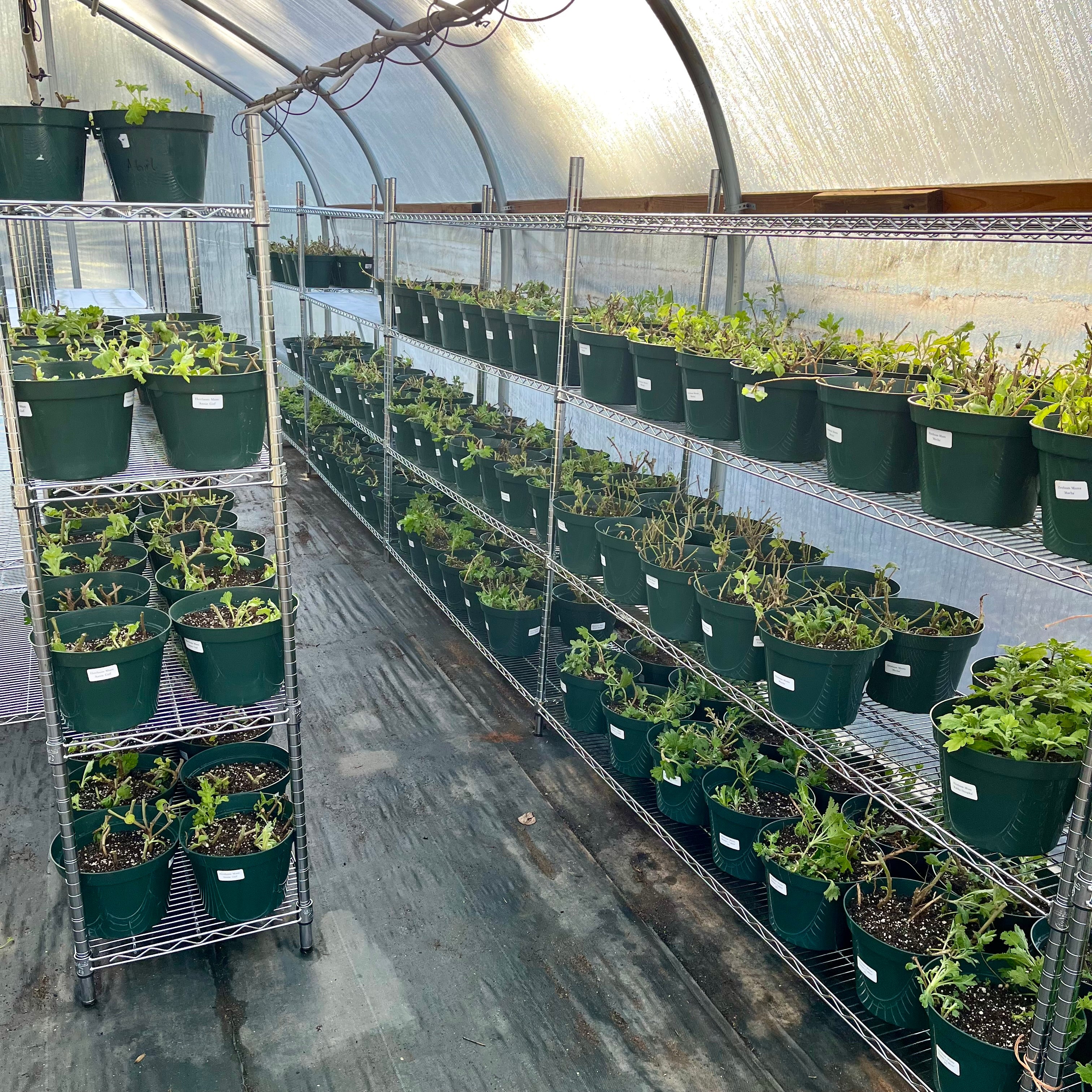 The Birth of a Nursery 12/8/23