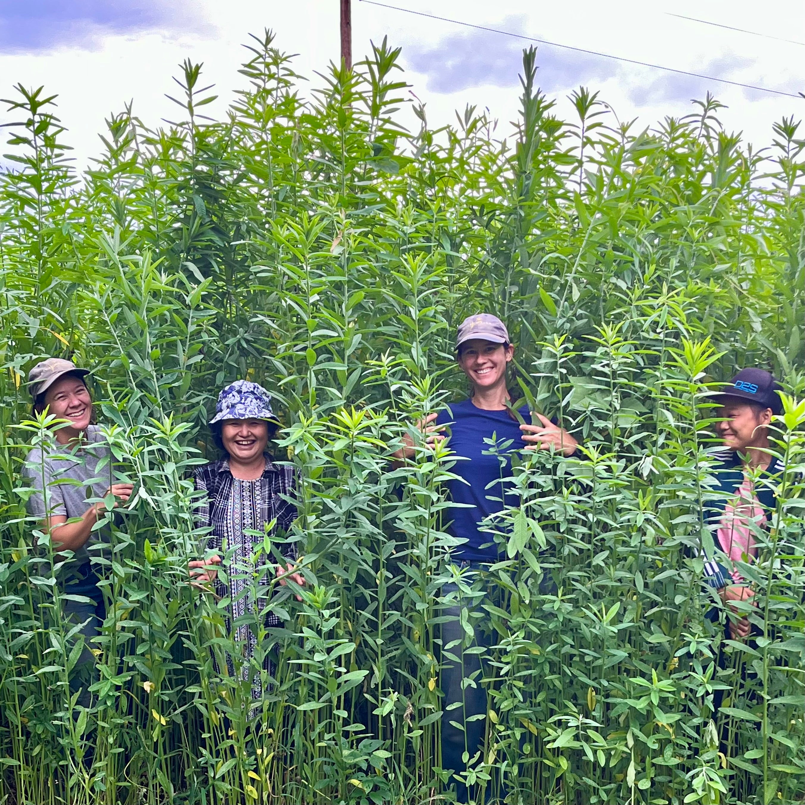Cover Crops 8/12/22