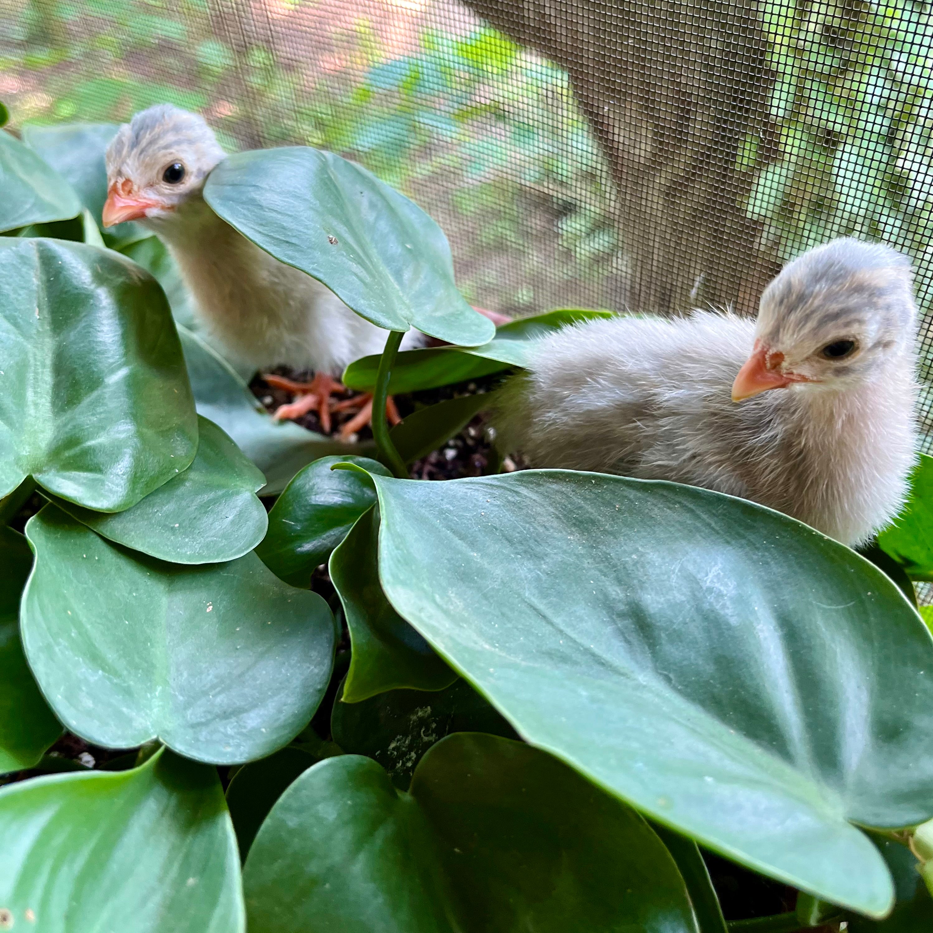 Unexpected Visitors 8/5/22