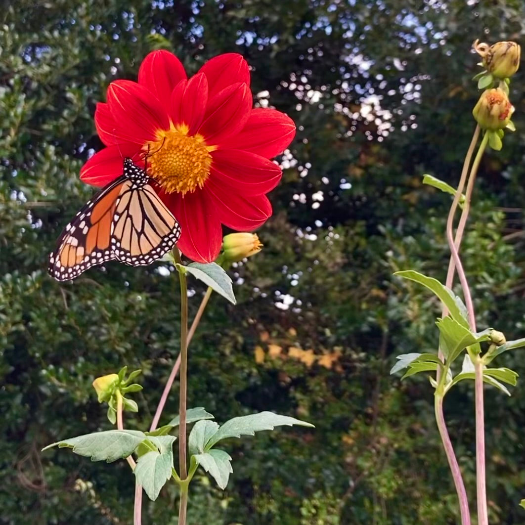 Monarchs 9/2/22