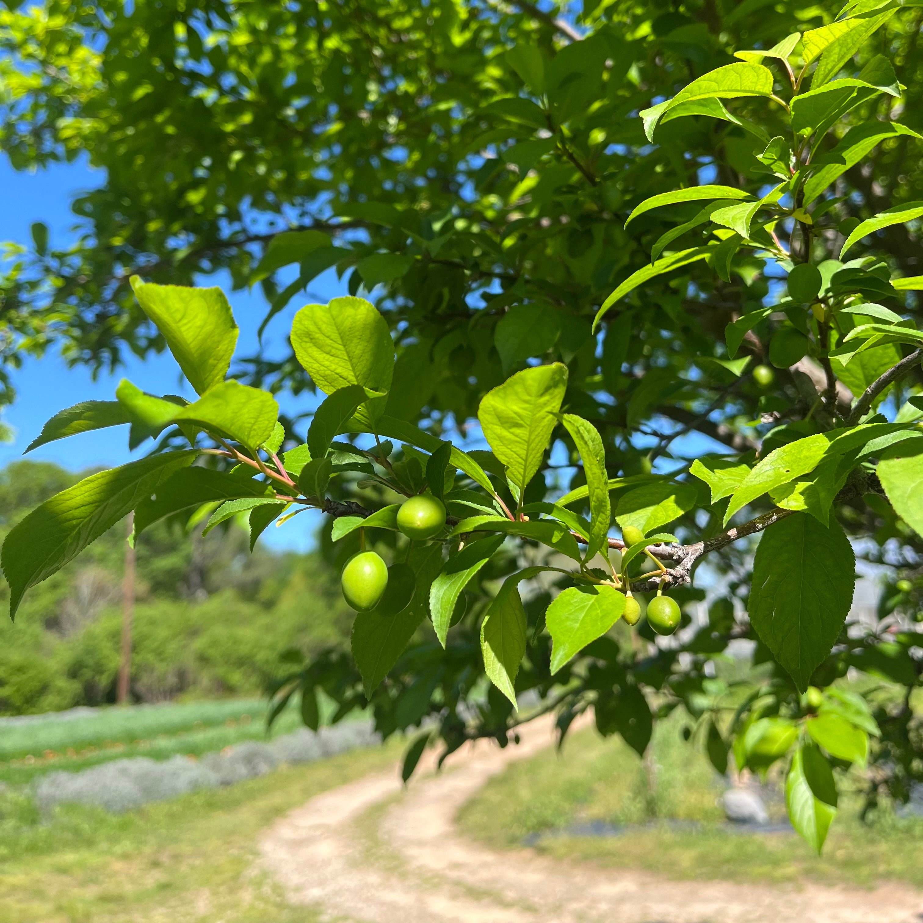 Whiskey and Plums 4/5/24