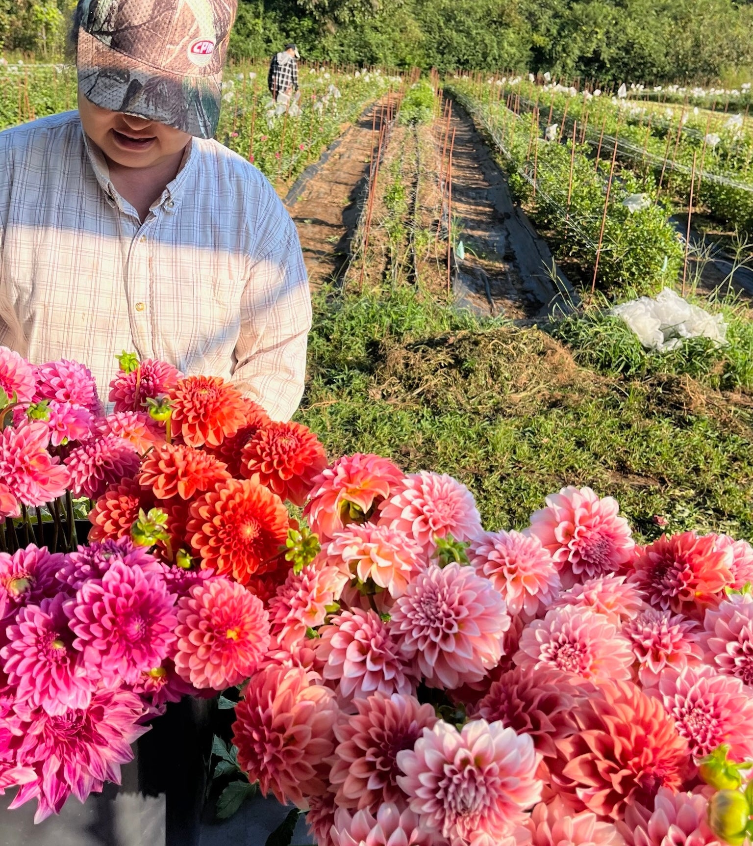 Fresh Cut Dahlias Harvested