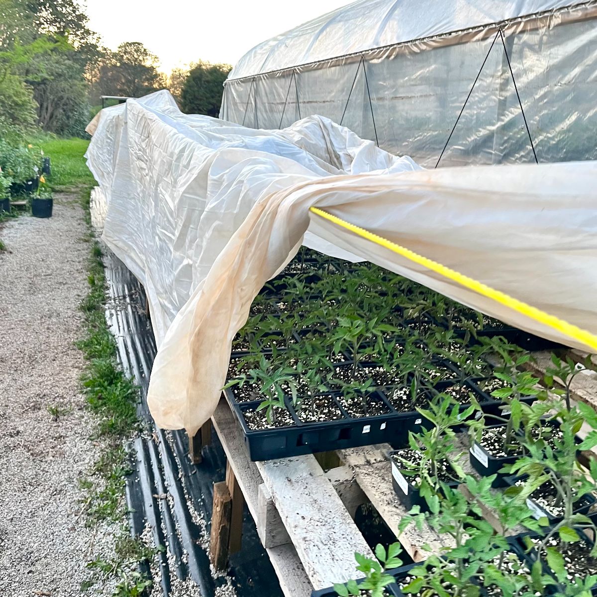 Cover your Plants! 4/8/22