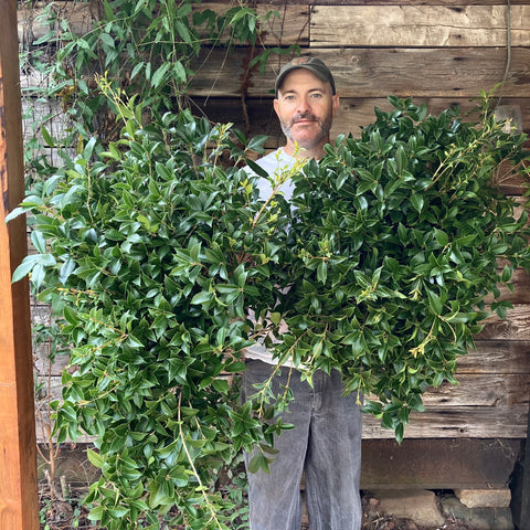 Wholesale Greenery