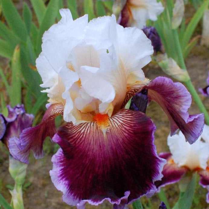 Bare Root Rhizome || Iris 'Care To Dance'