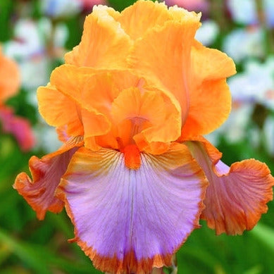 Bare Root Rhizome || Iris 'Grand Canyon Sunset'