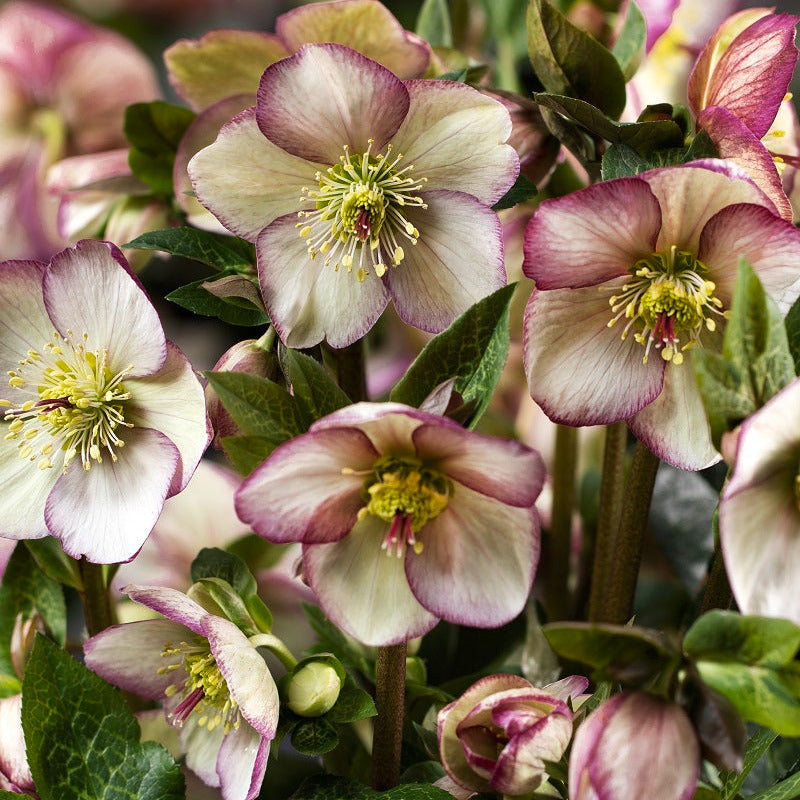 Shipped Plants || Ice N' Roses Hellebore 'Maddy Marble' - 3 plants