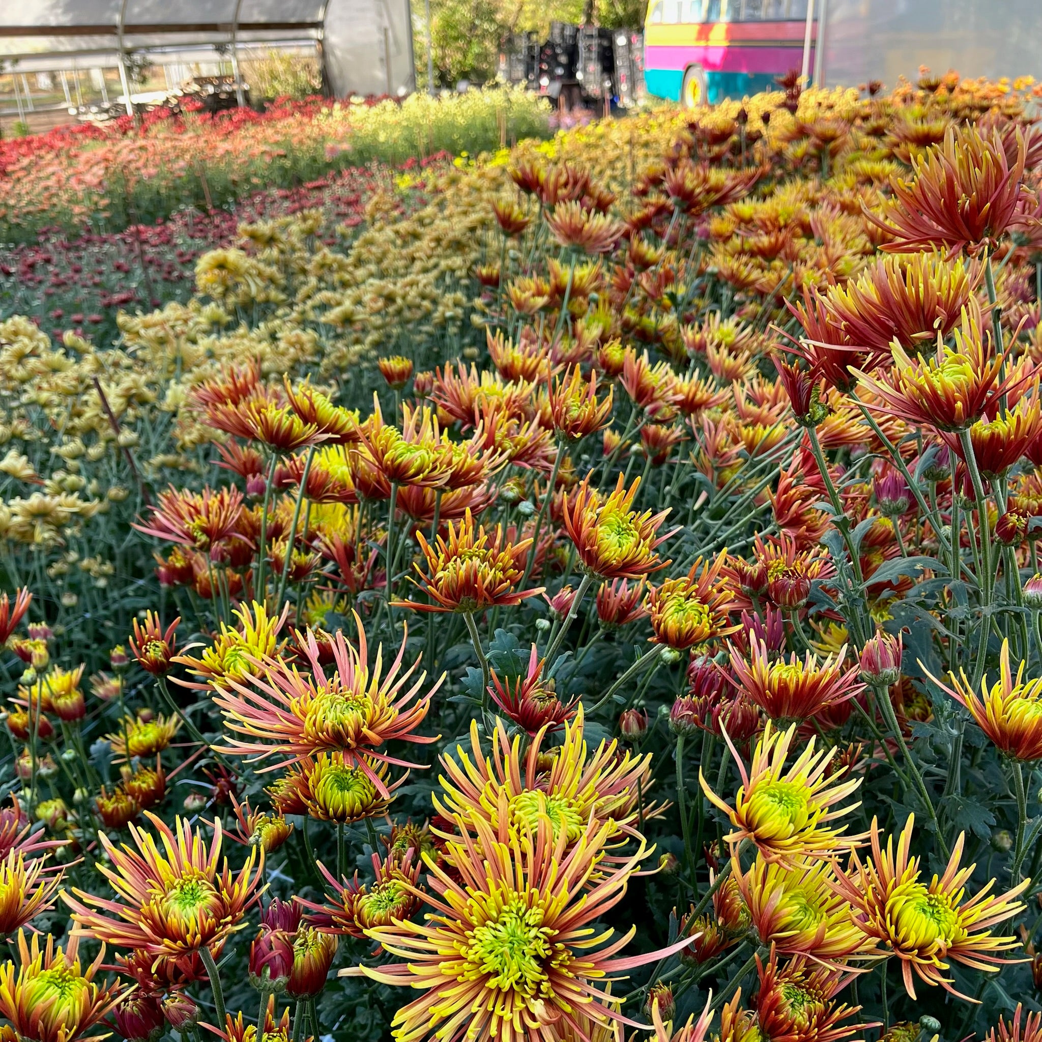Heirloom Chrysanthemum 'Saffina' - 3 Porch Farm