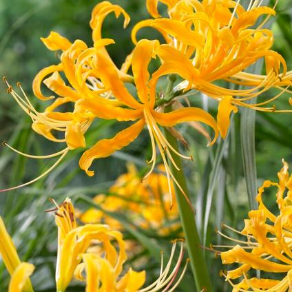 Bulbs || Yellow Spider Lily