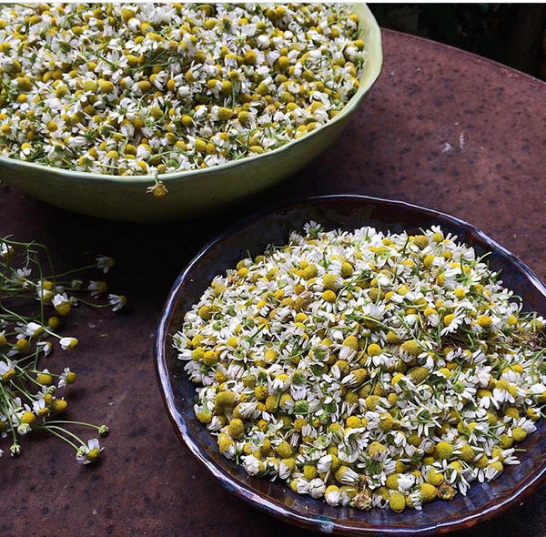 Chamomile - Mayweed Seeds main image 0
