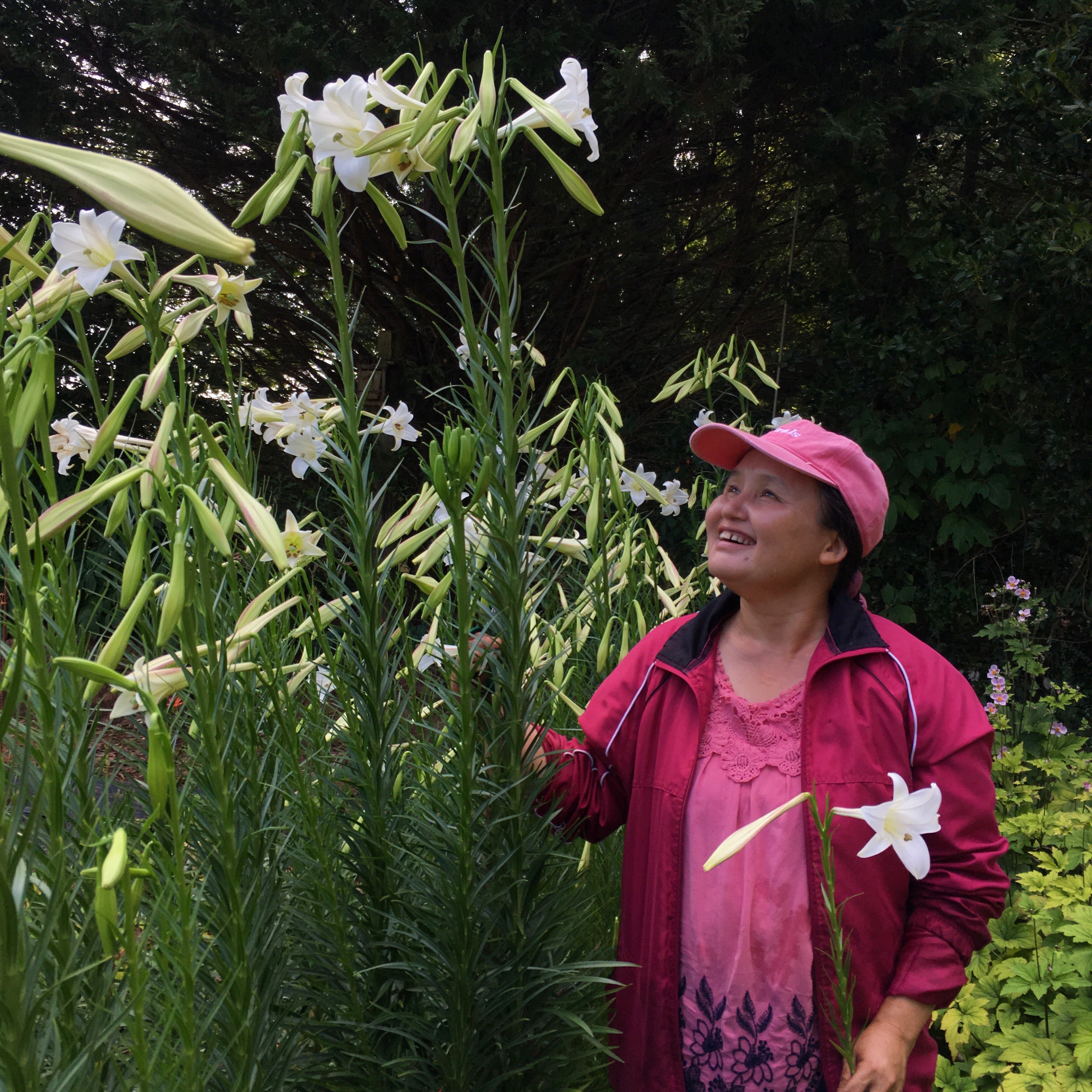 plant lily seeds Formosa Lily Seeds
