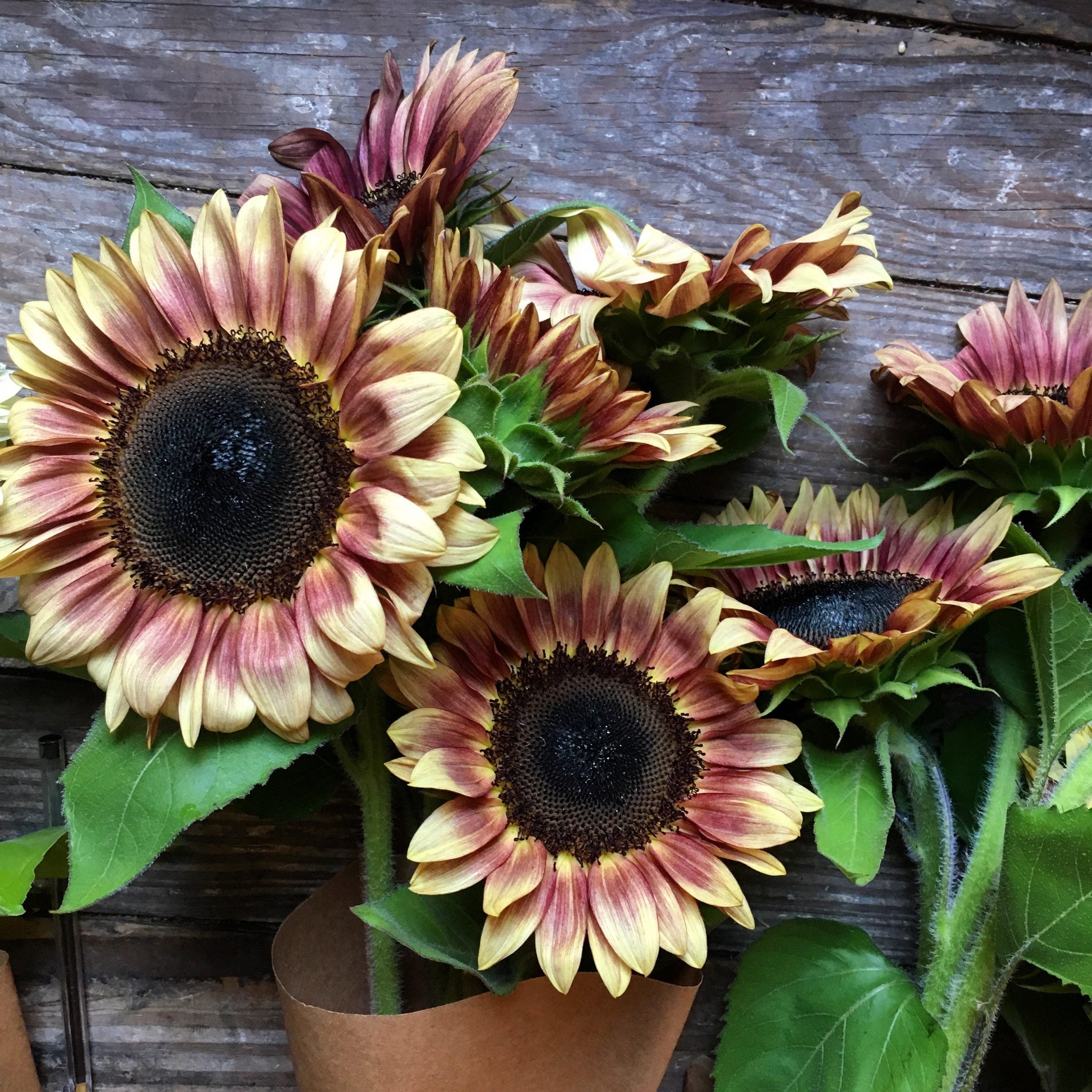 Sunflower 'ProCut® Plum' Seeds