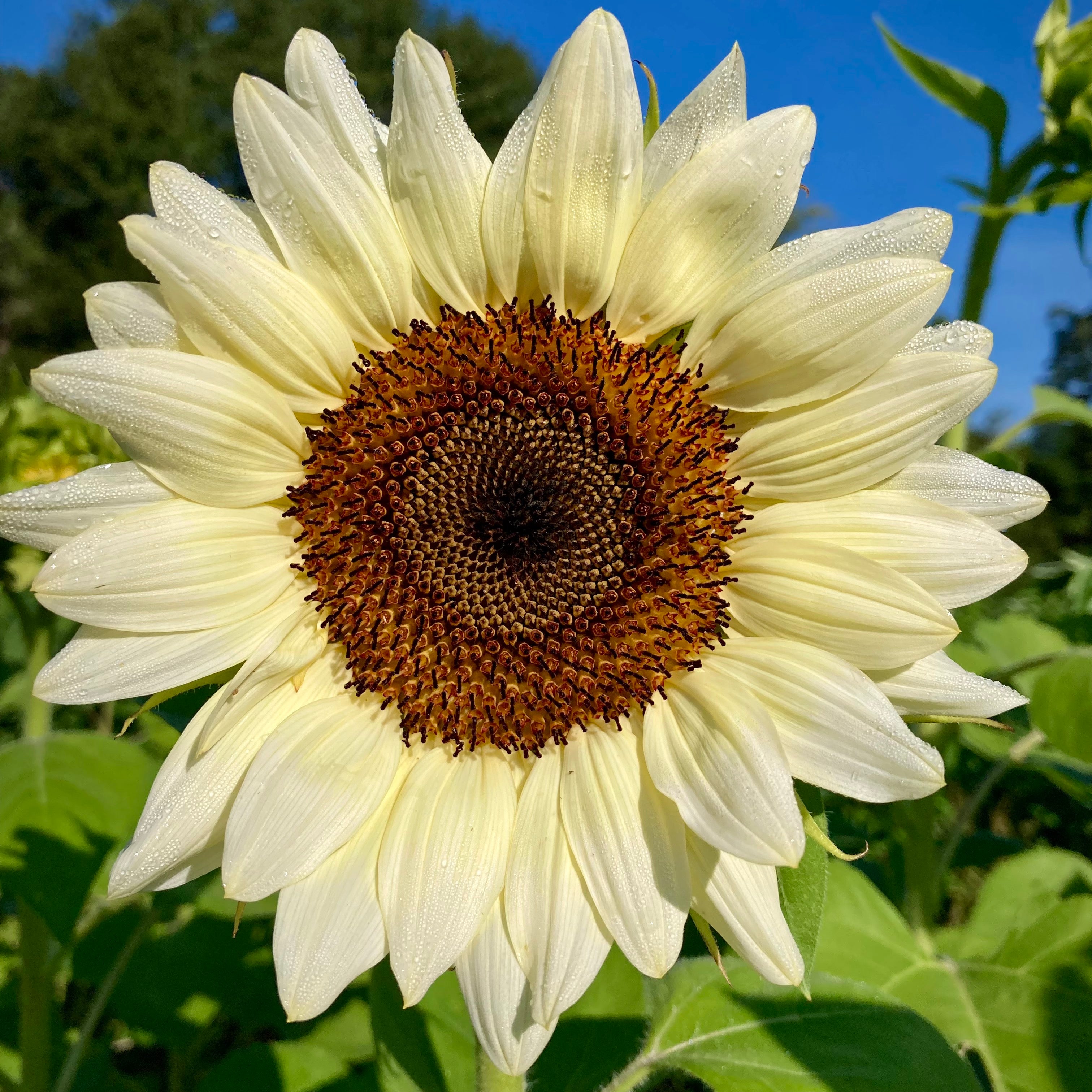 white sunflower seeds to plant Sunflower 'ProCut® White Nite' Seeds