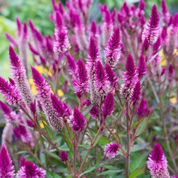 flamingo flower seeds Celosia 'Flamingo Feather Purple' Seeds