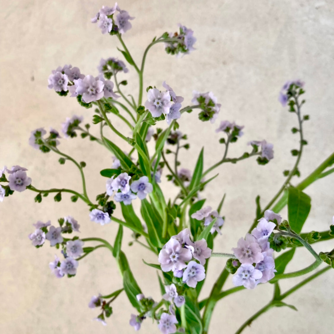 forget me not plant seeds Forget-Me-Not 'Ms. Marilyn' Seeds
