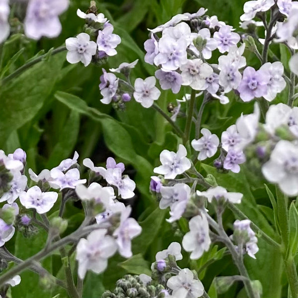 Chinese Forget Me Not Seeds For Sale At Renaissance Farms