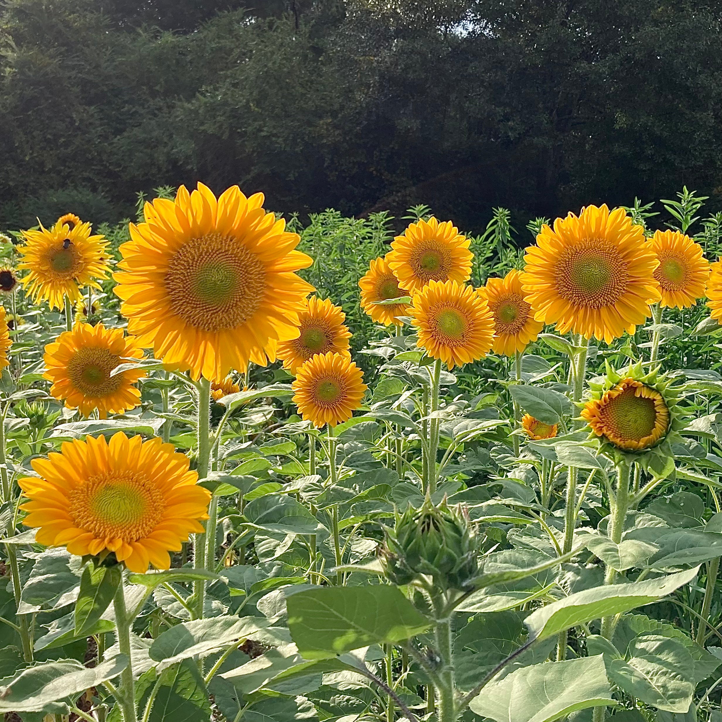 pro cut flower seeds Sunflower 'ProCut® Gold Lite' Seeds
