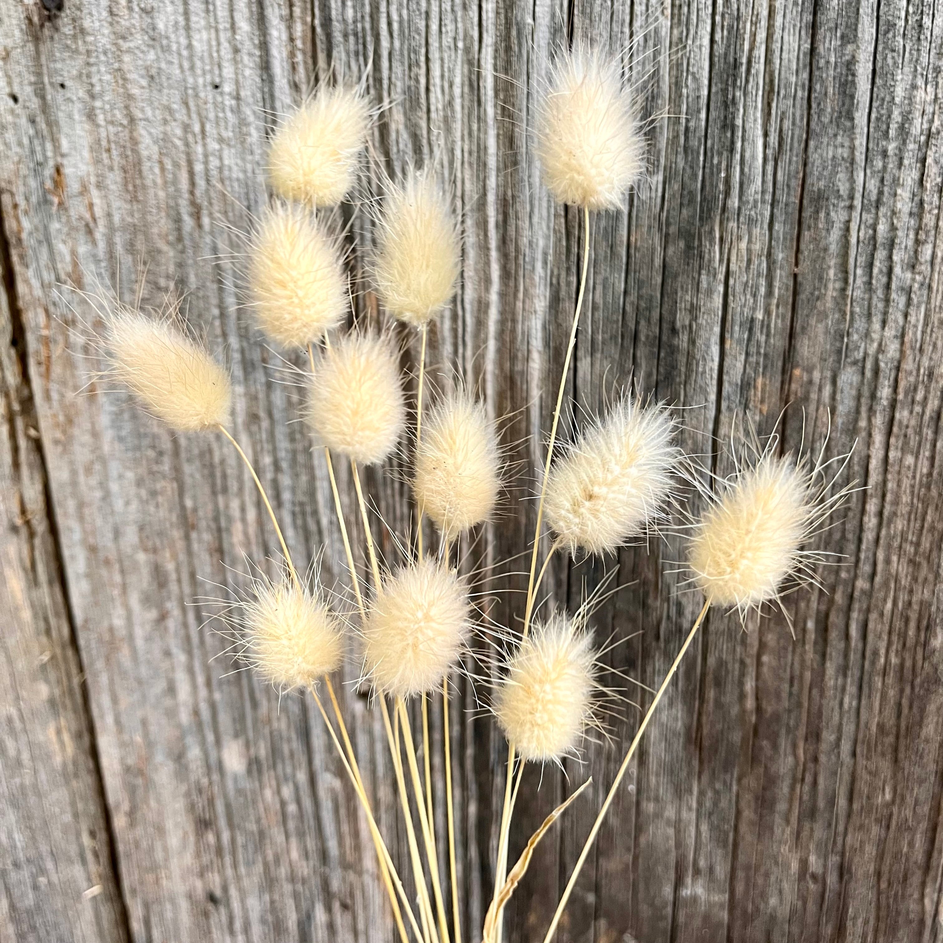 Bunny Tails Seeds – 3 Porch Farm