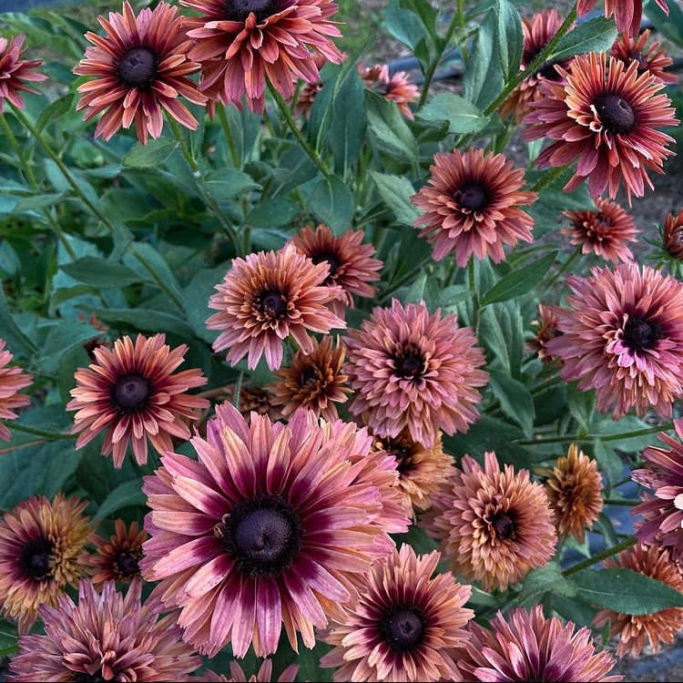 plant rudbeckia seeds Rudbeckia 'Sahara' Seeds