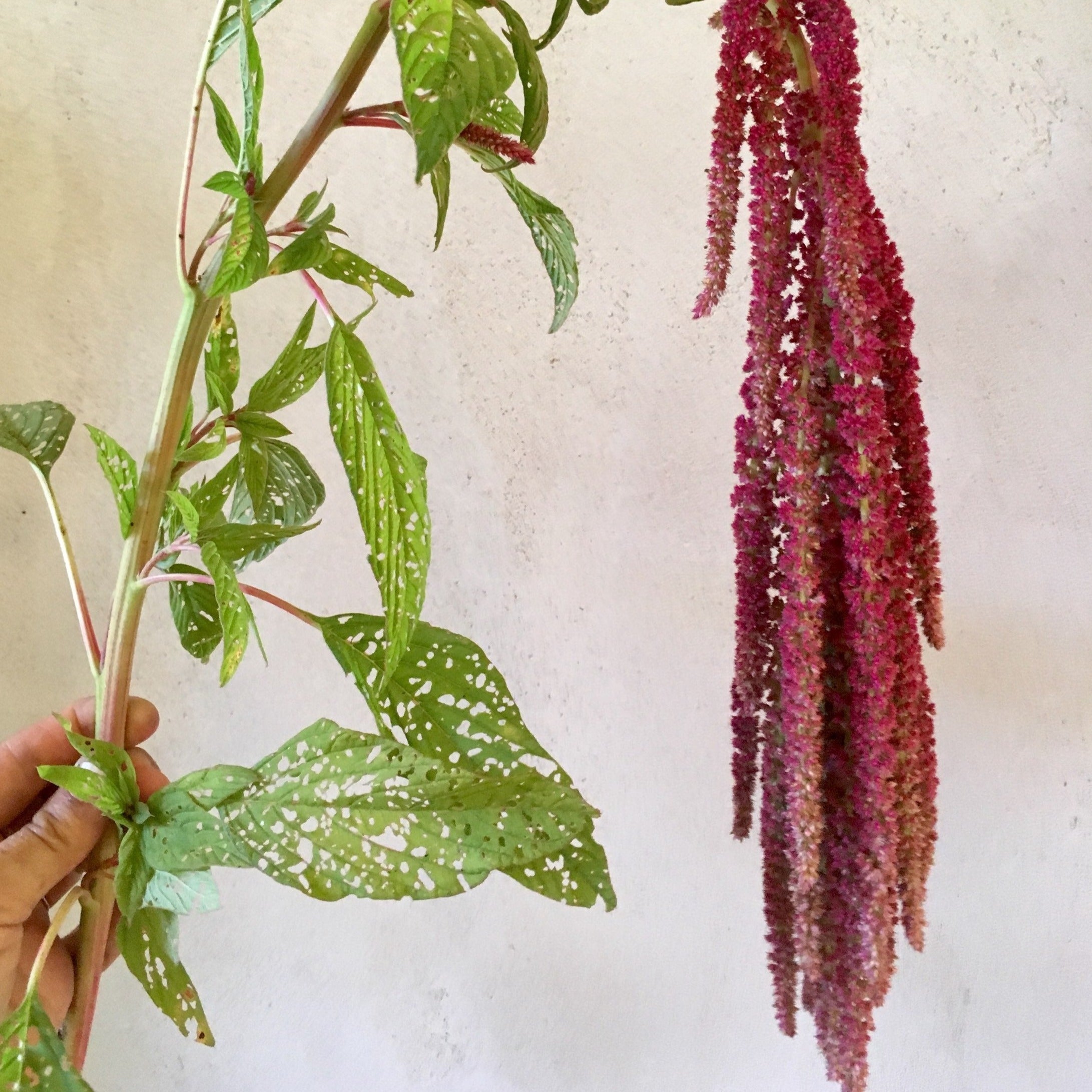 red amaranth seeds for planting Amaranth 'Red Cascade' Seeds