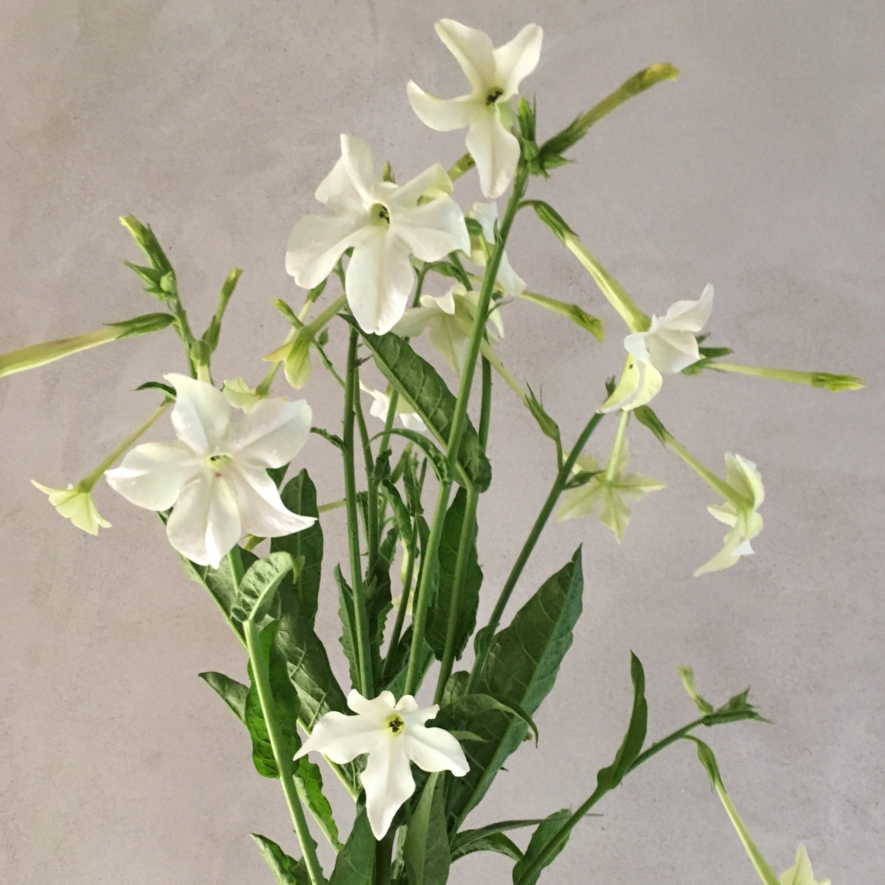 Nicotiana 'Grandiflora' Seeds