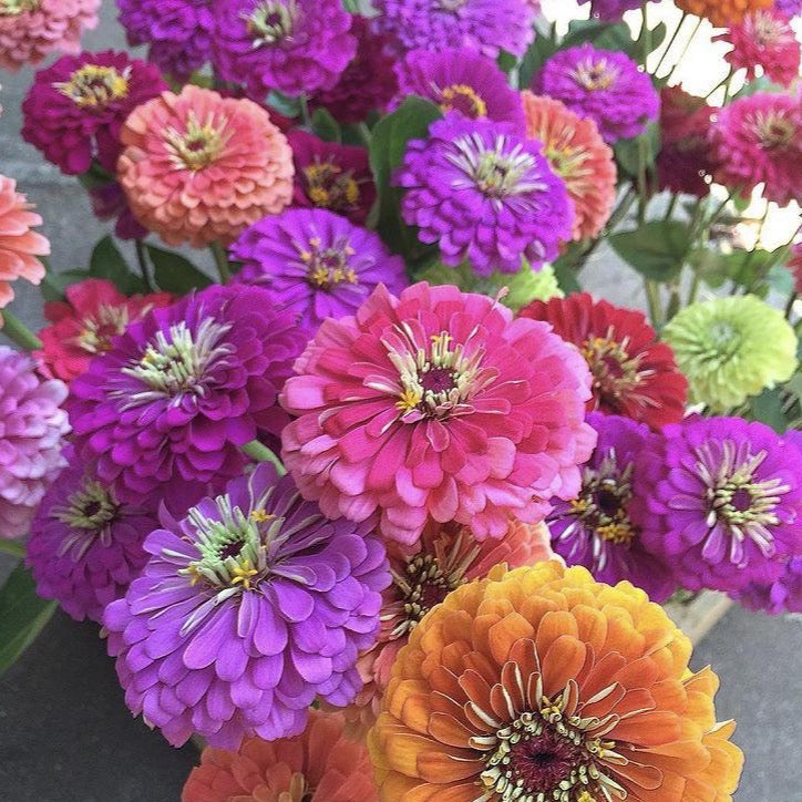 benary flower seeds Zinnia Benary's Giant Mix Seed, Size: 50 Seeds