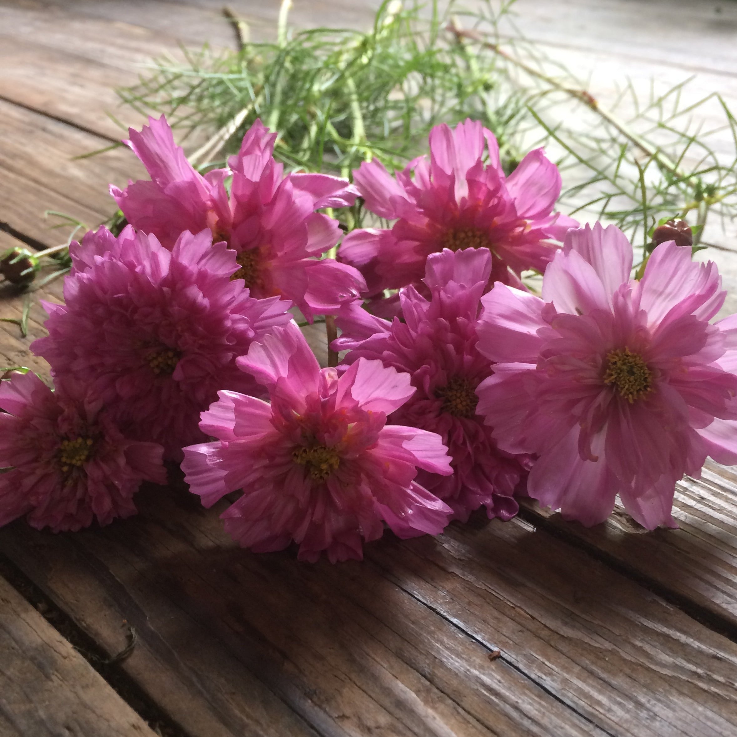 Cosmos 'Double Dutch Rose' Seeds – 3 Porch Farm