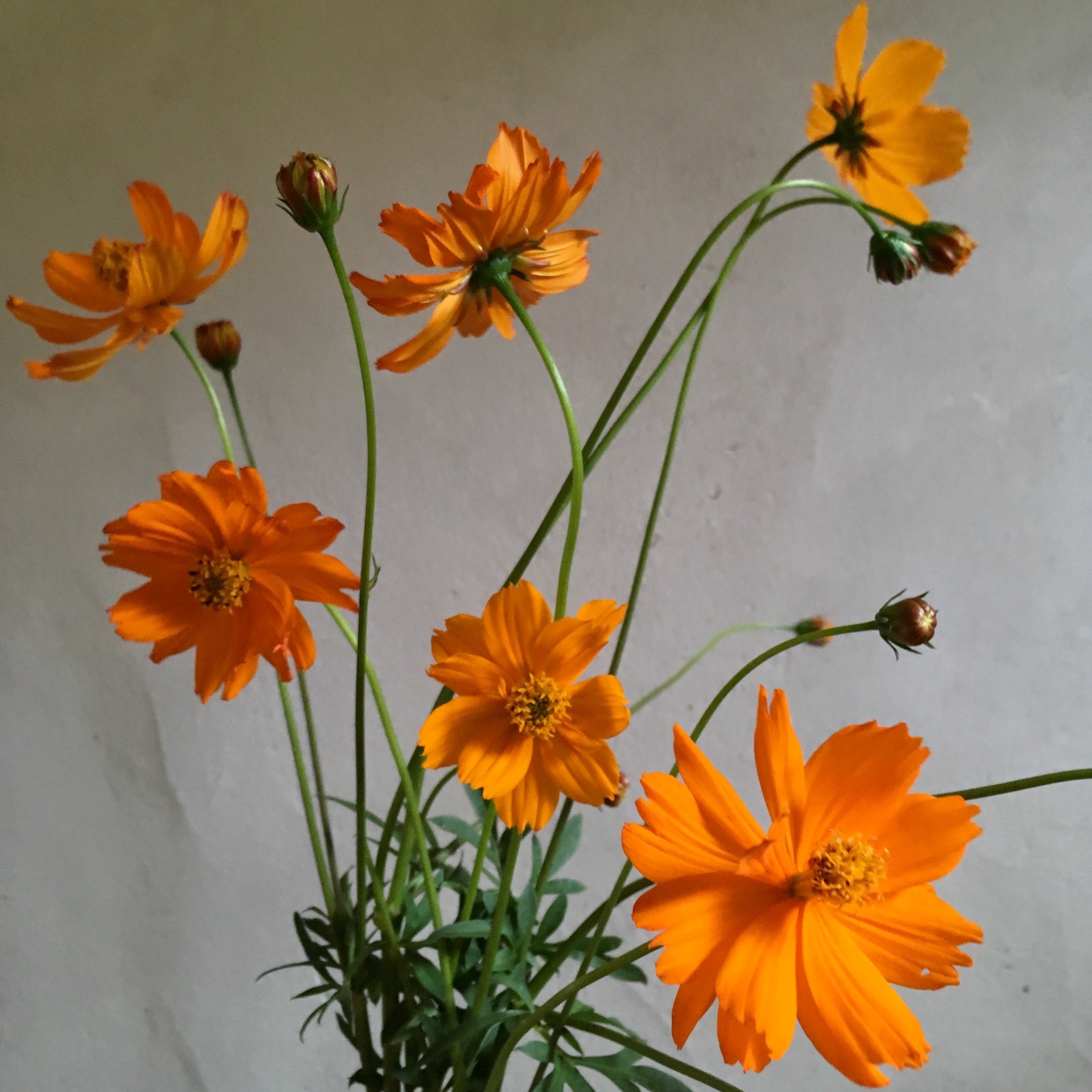 orange cosmos flower seeds Cosmos 'Bright Lights' Seeds