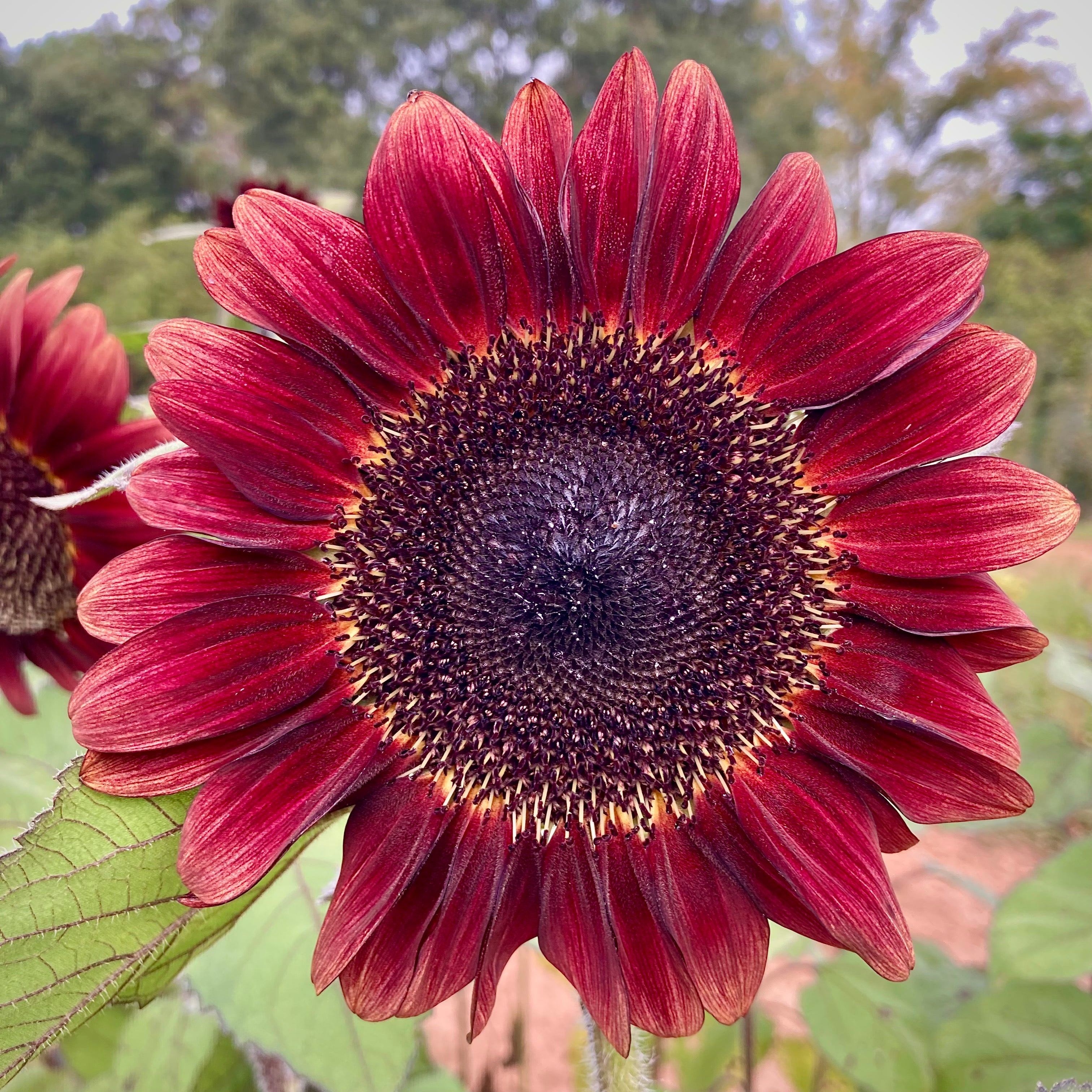 planting red sunflower seeds Sunflower 'ProCut® Red' Seeds