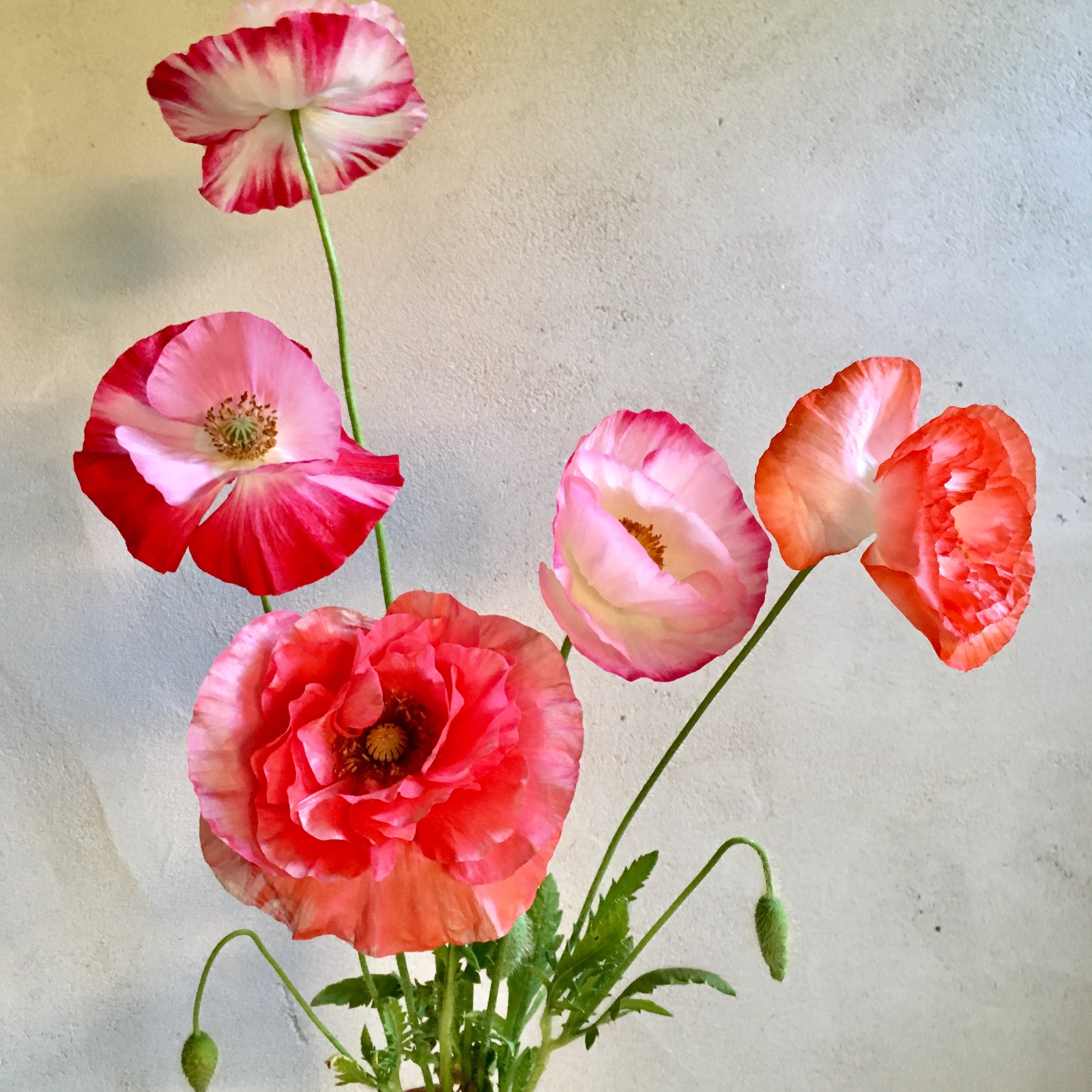 poppy seeds planting fall Poppy 'Falling in Love' Seeds – 3 Porch Farm
