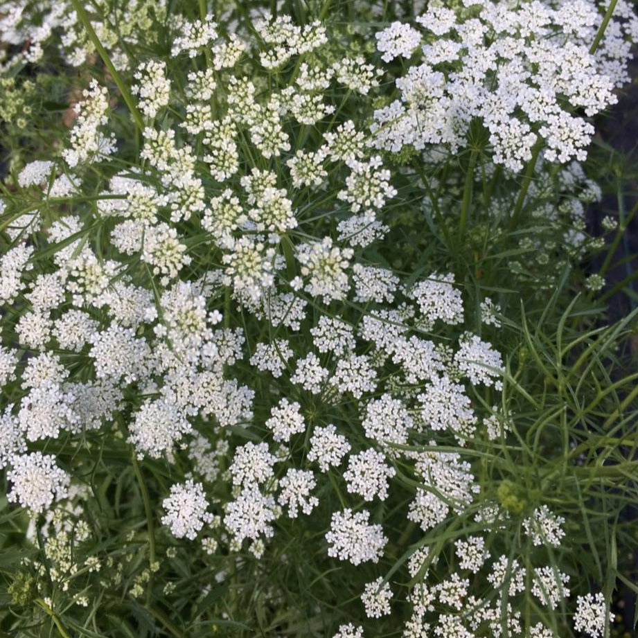 viburnum opulus plant Viburnum opulus var. calvescens – Garden Treasures Nursery main image 0
