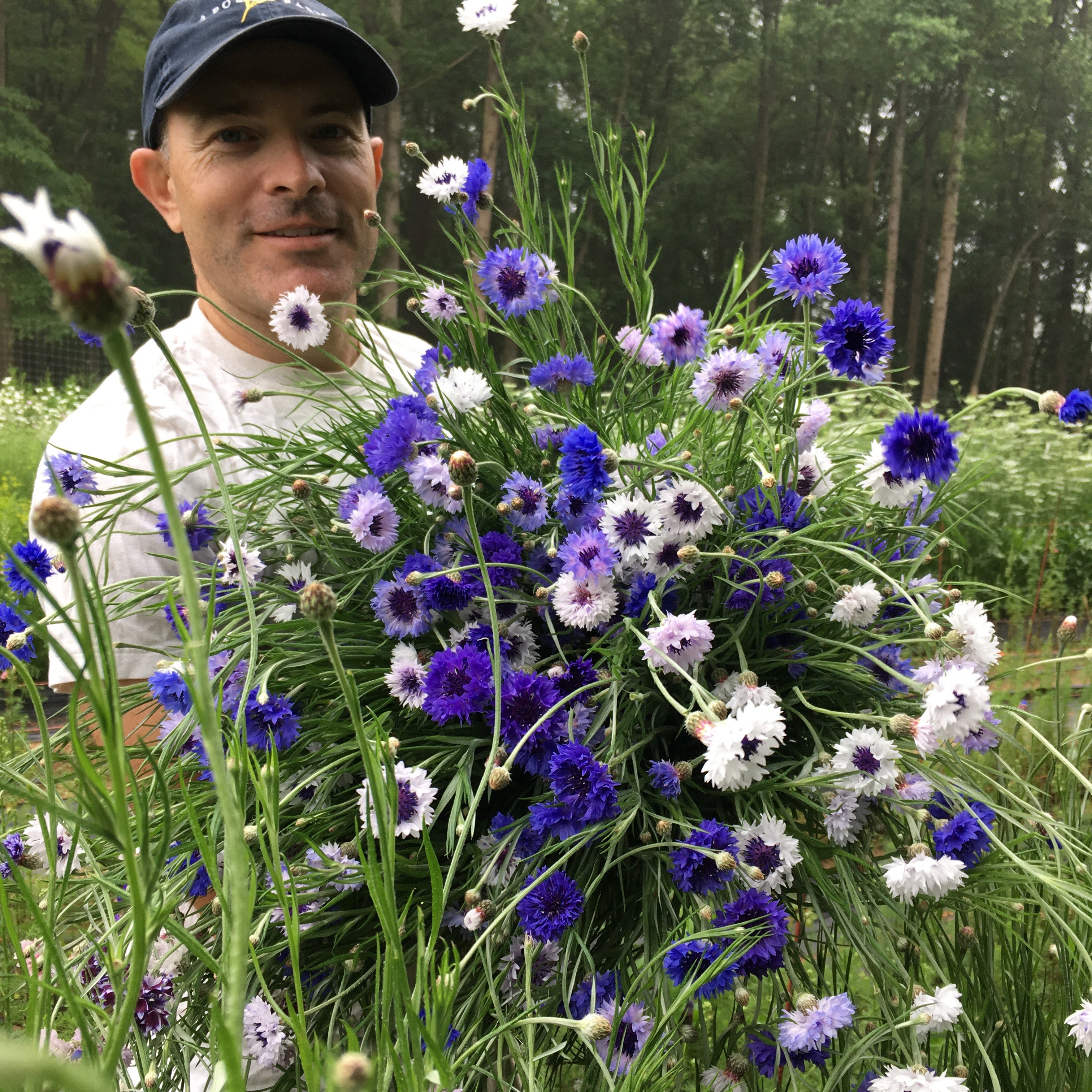 bachelor button flower seeds Bachelor's Buttons 'Classic Fantastic' Seeds