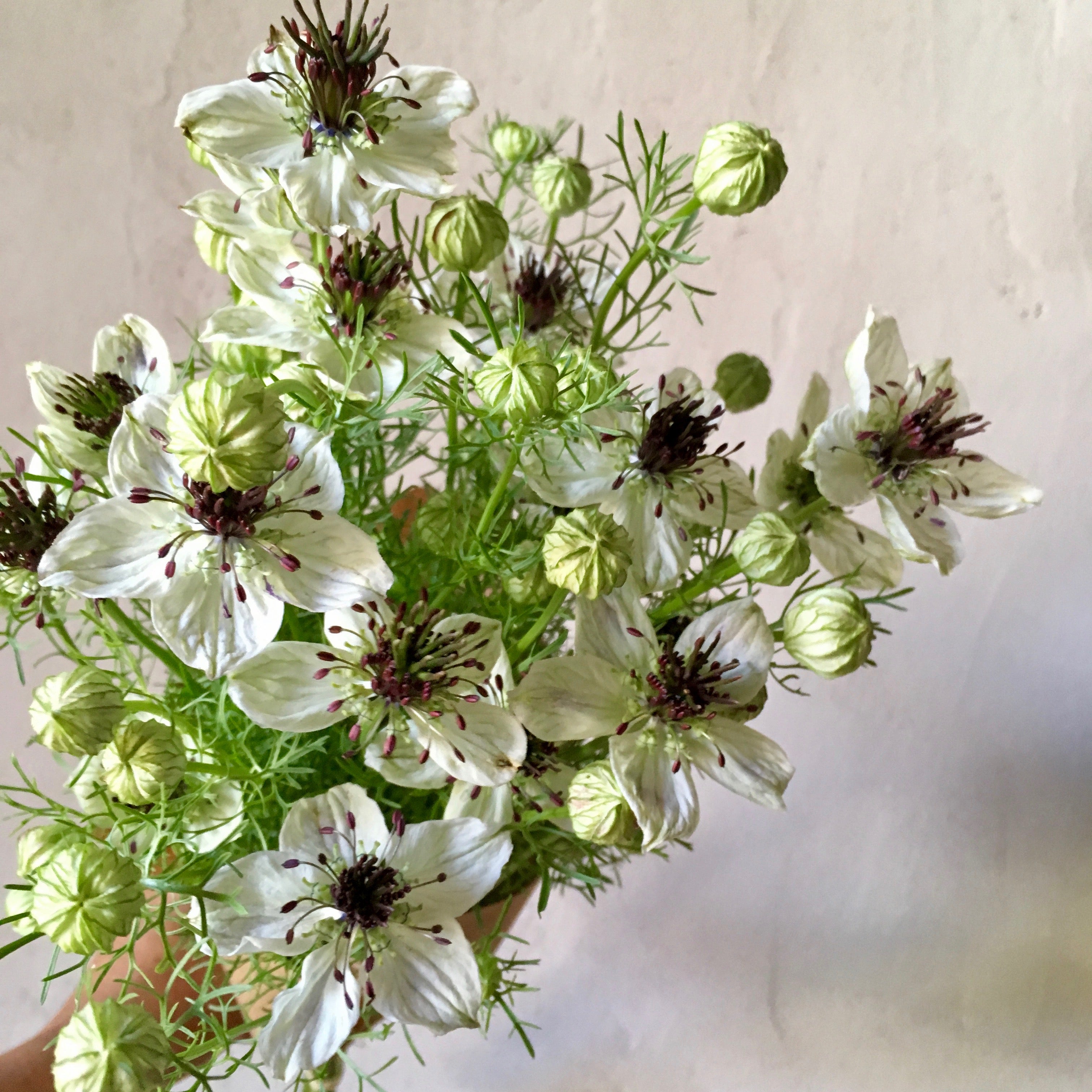 nigella plant seeds Nigella papillosa African Bride (approx 100 seeds)