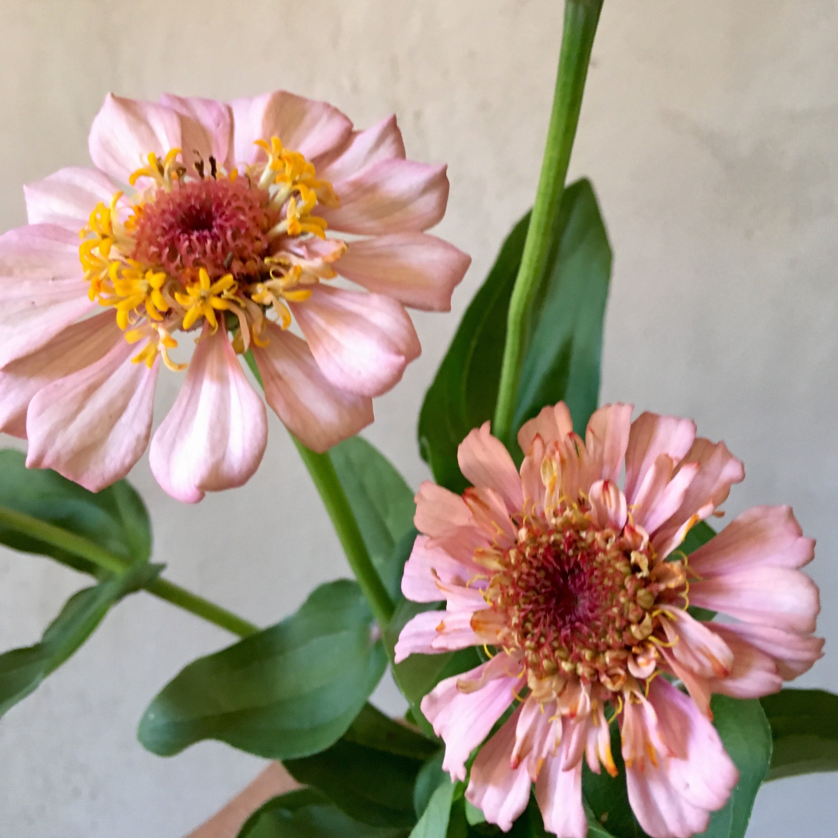 lilac flower seeds Zinnia 'Zinderella Lilac' Seeds – 3 Porch Farm