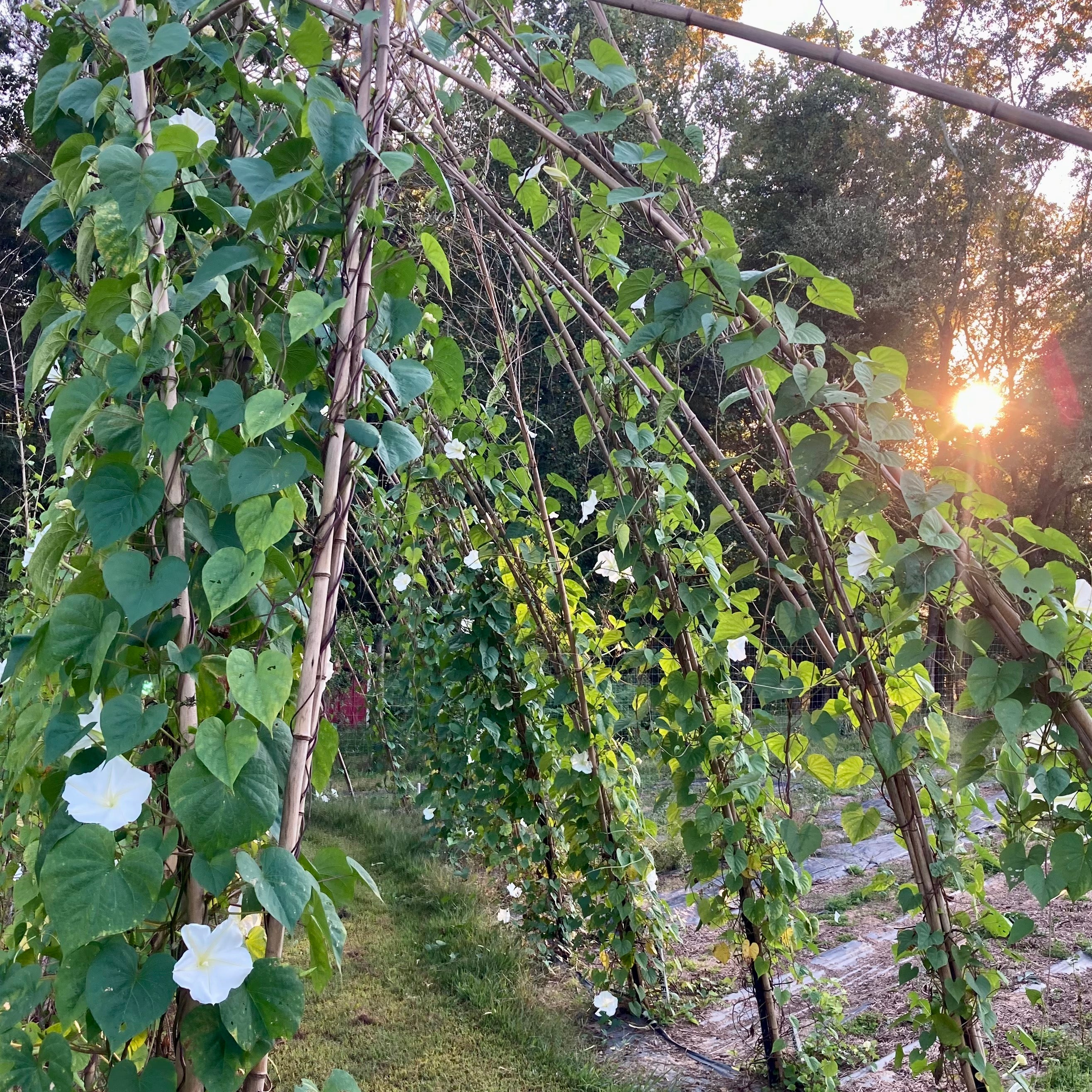 planting moon vine seeds Moonflower Vine Seeds