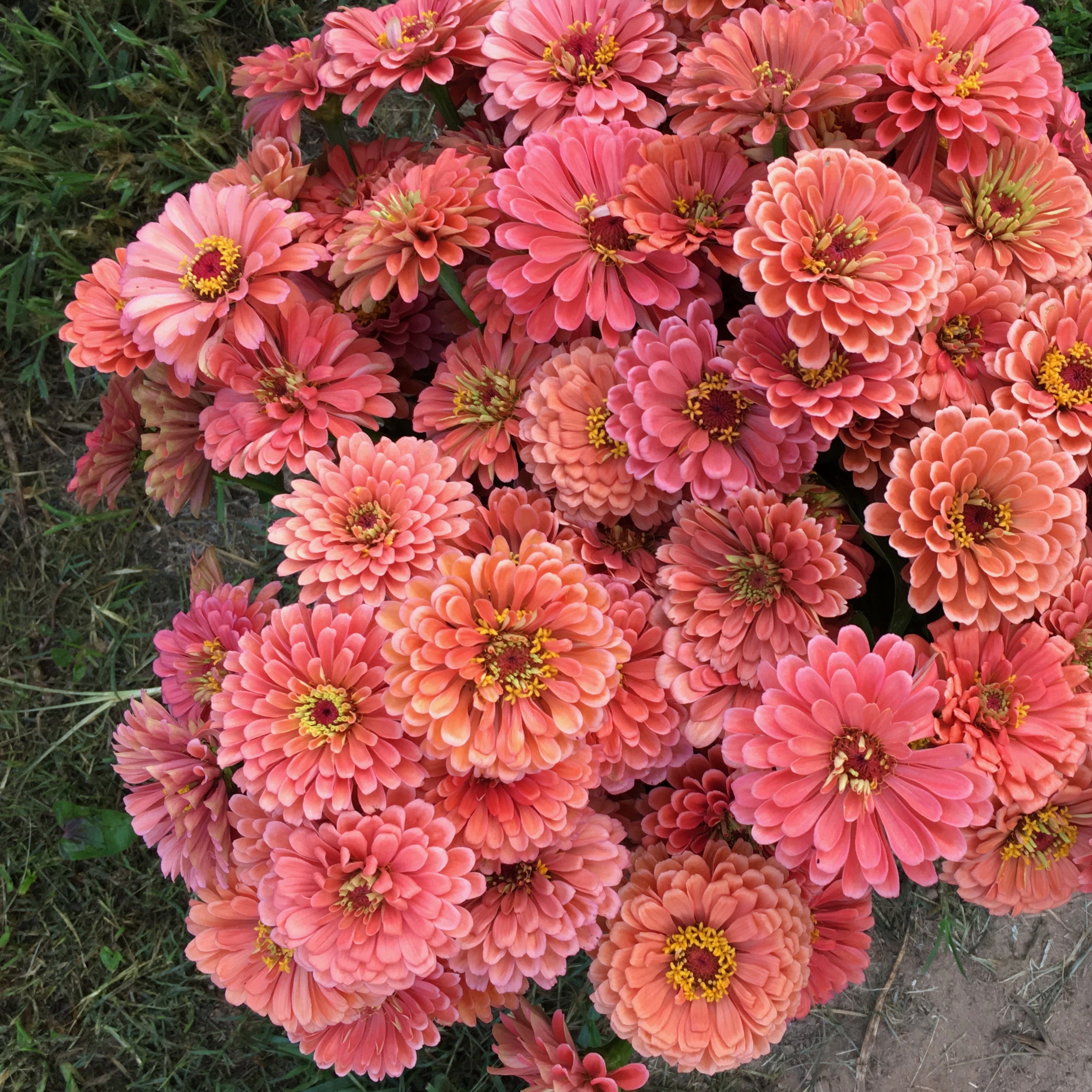 Zinnia 'Benary Salmon Rose' Seeds – 3 Porch Farm