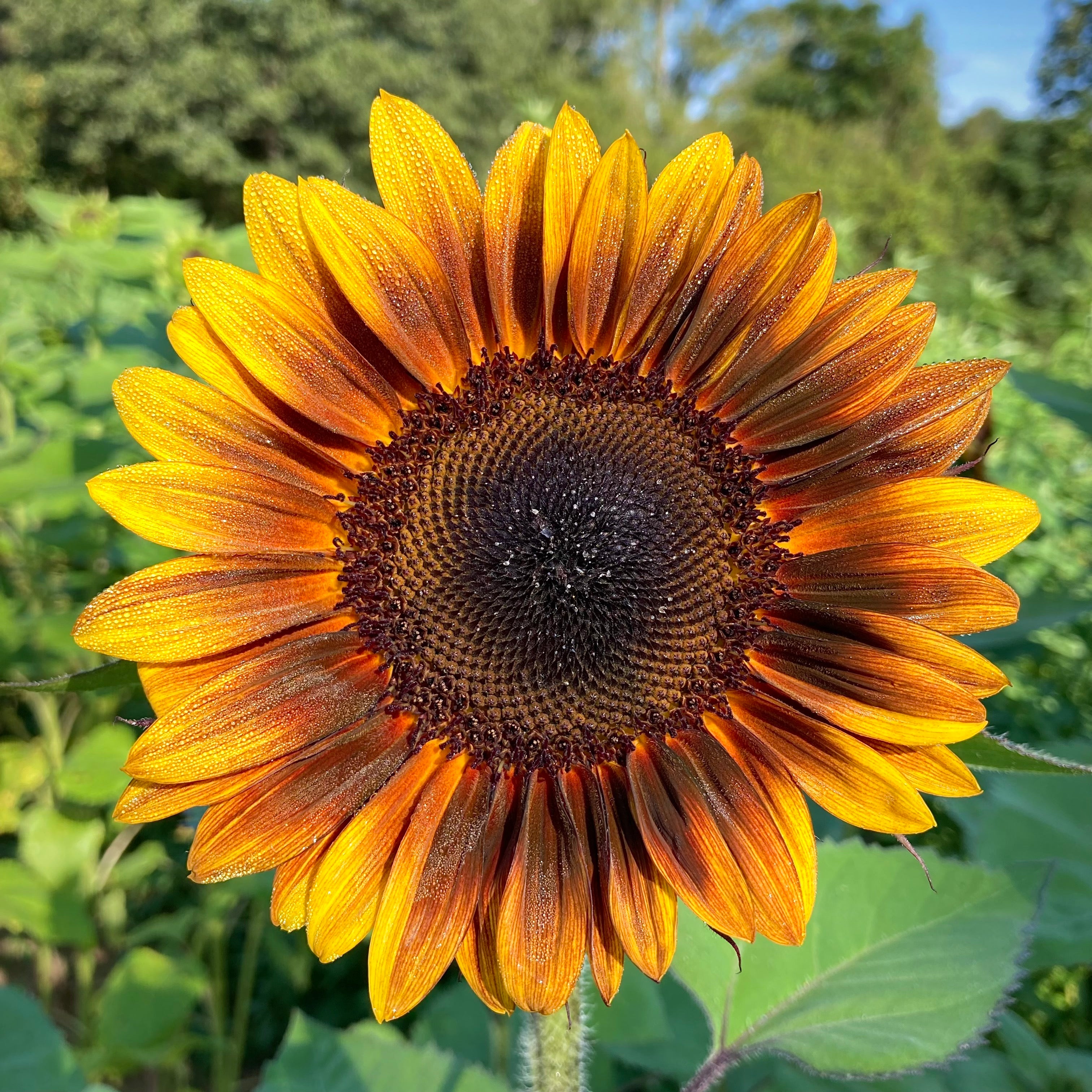 succulent sunflower Sunflower 'ProCut® Bicolor' Seeds – 3 Porch Farm