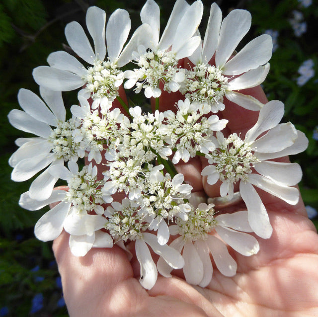 white lace flower seeds Orlaya grandiflora White Finch | Flower Seeds