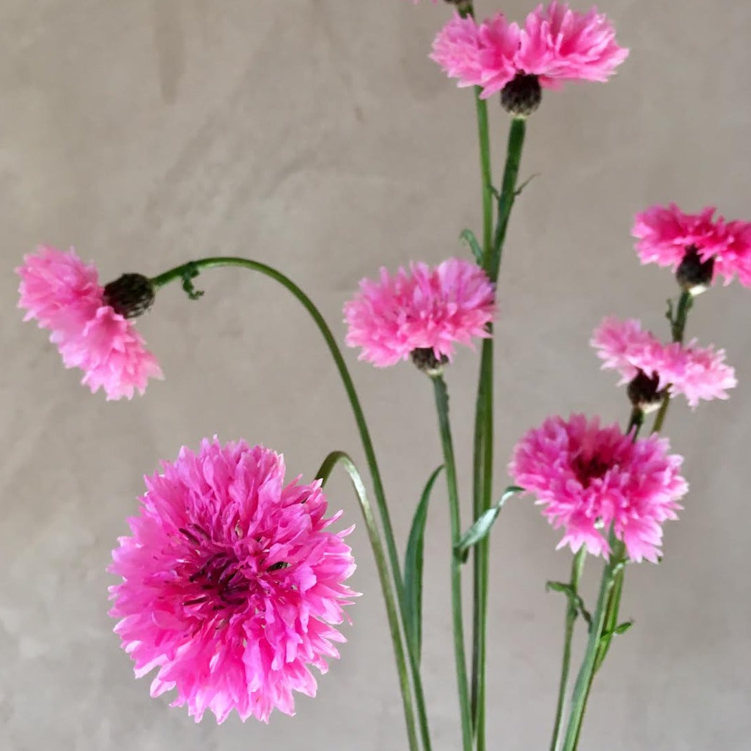 planting bachelor buttons from seed Bachelor's Buttons 'Pinkie' Seeds