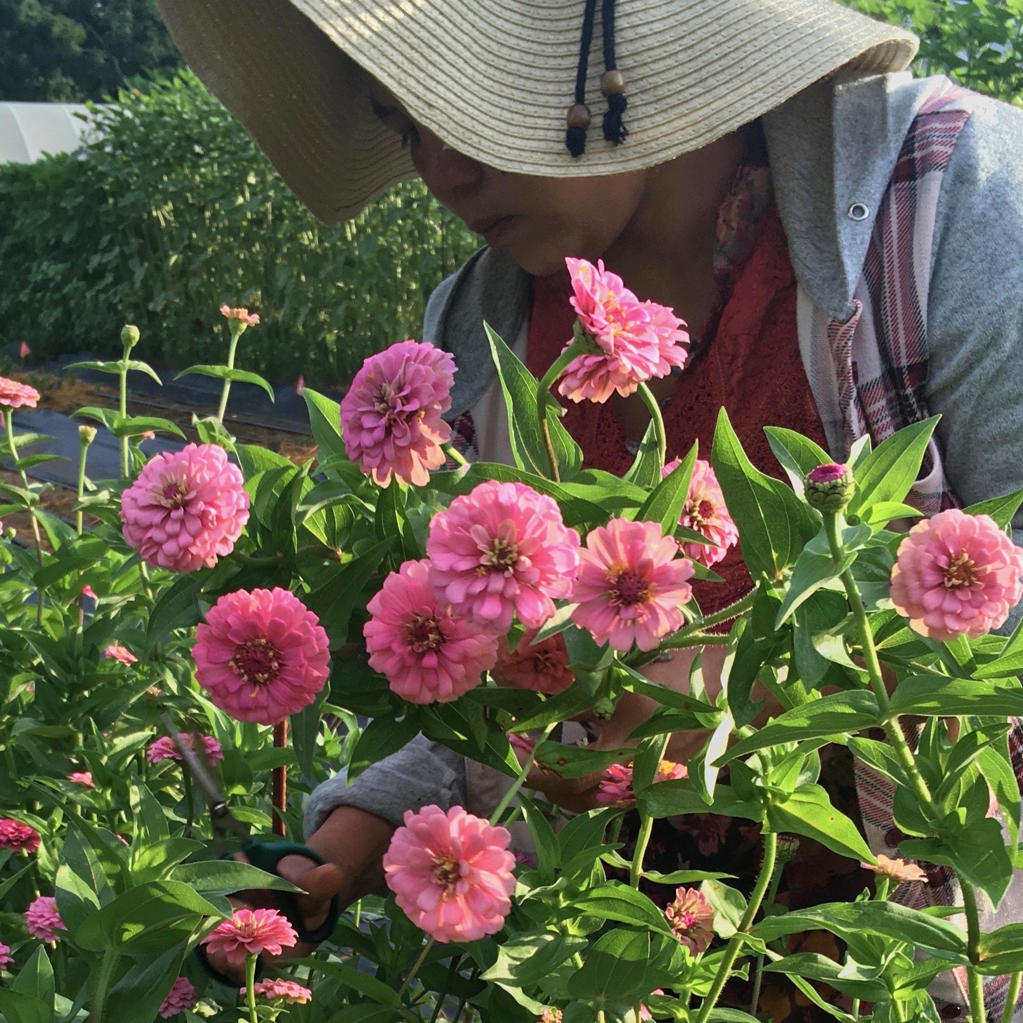 garden seeds for oklahoma Zinnia 'Oklahoma Series Pink' Seeds