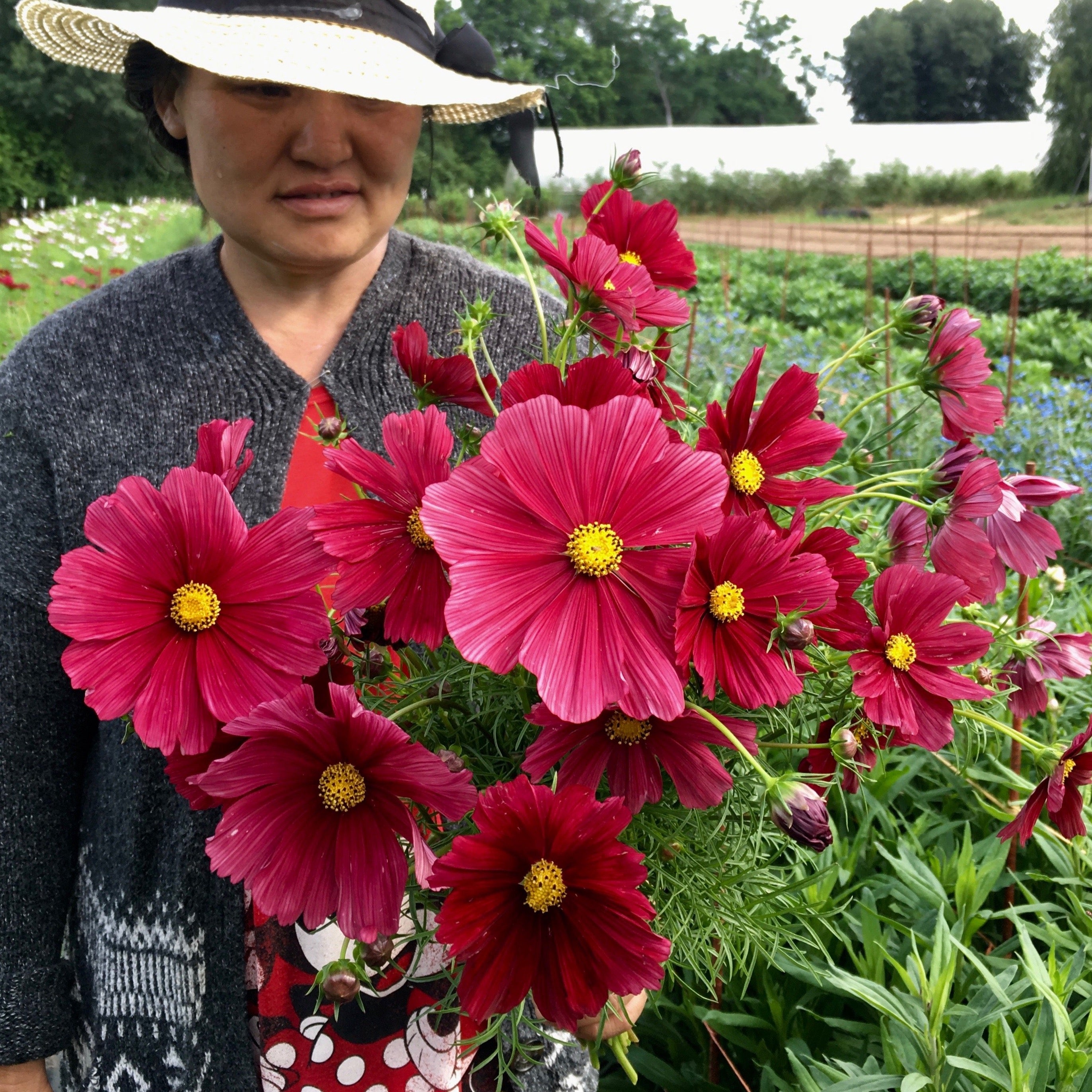 cosmos seed planting instructions Cosmos 'Rubenza' Seeds