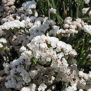 statice flower seeds Statice 'QIS White' Seeds – 3 Porch Farm
