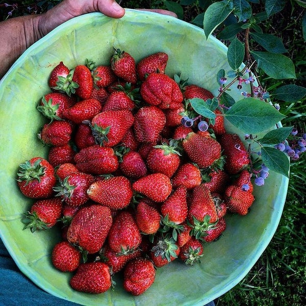 Strawberry Time 9/24/21