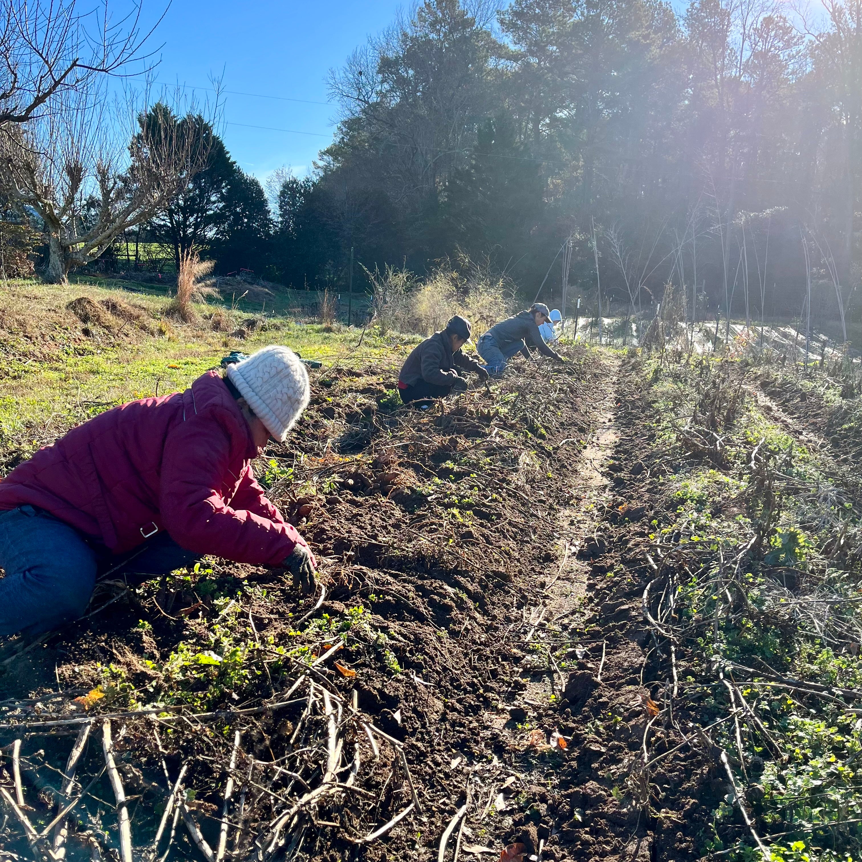 Mole Fingers and Dahlia Sales 12/15/23