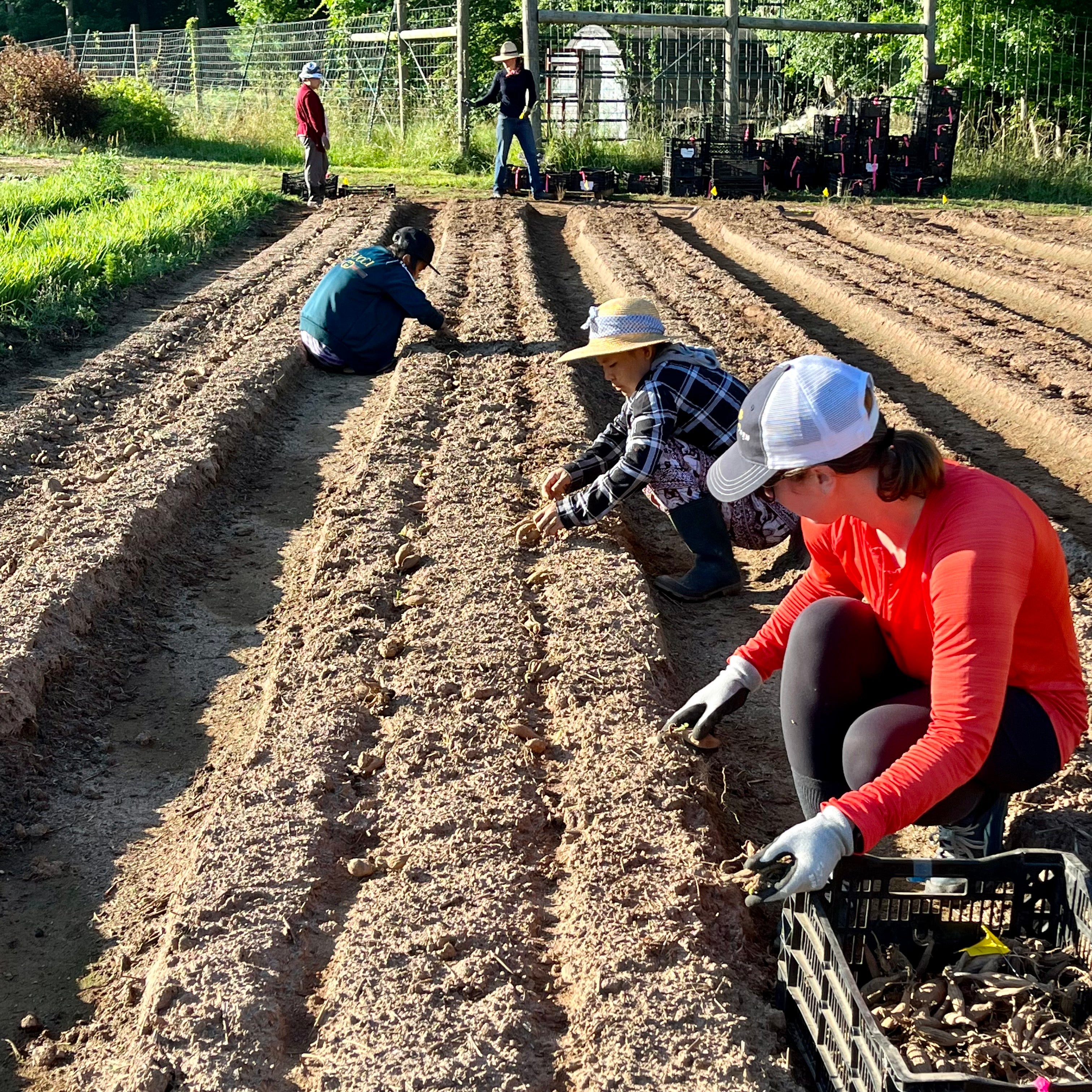 Dahlia Planting 6/3/22