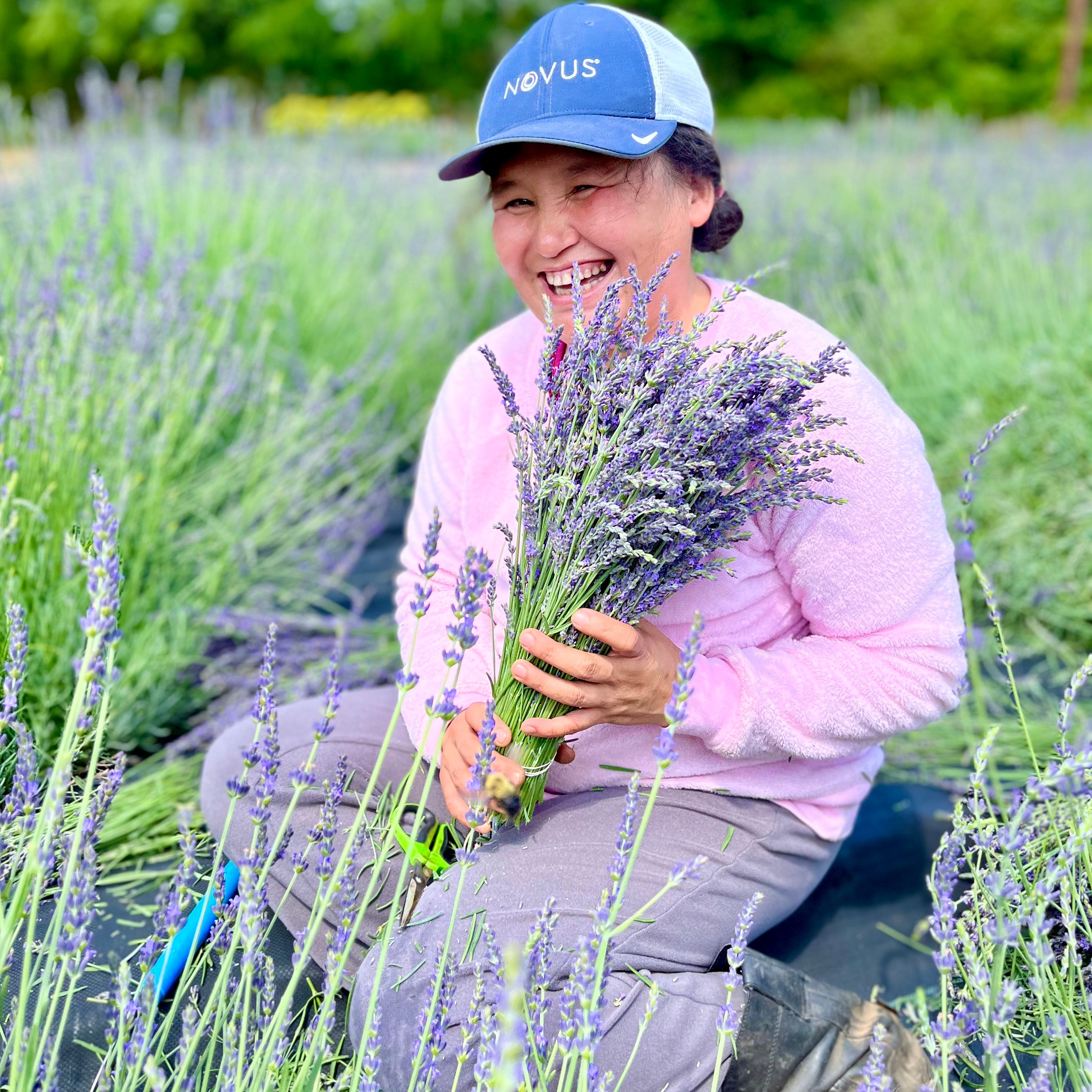 Lavender Harvest 6/10/22