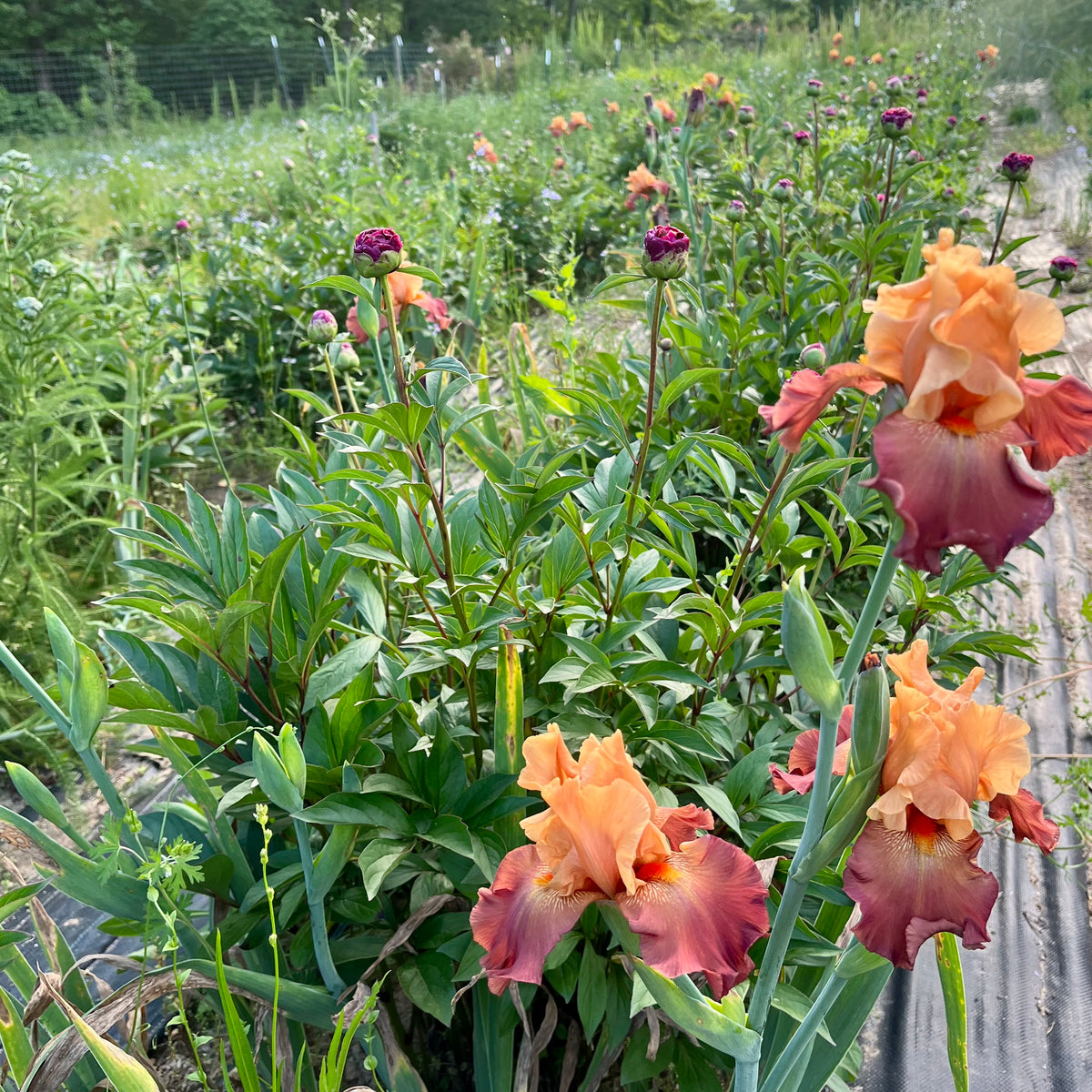 Reaping the Benefits of Interplanting – 3 Porch Farm