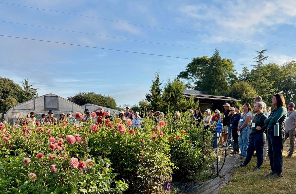 ASCFG tour in the dahlia fields at 3 Porch Farm