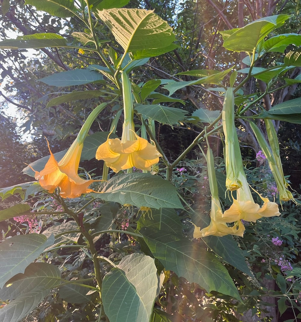 Devil's Weed 9/5/25
