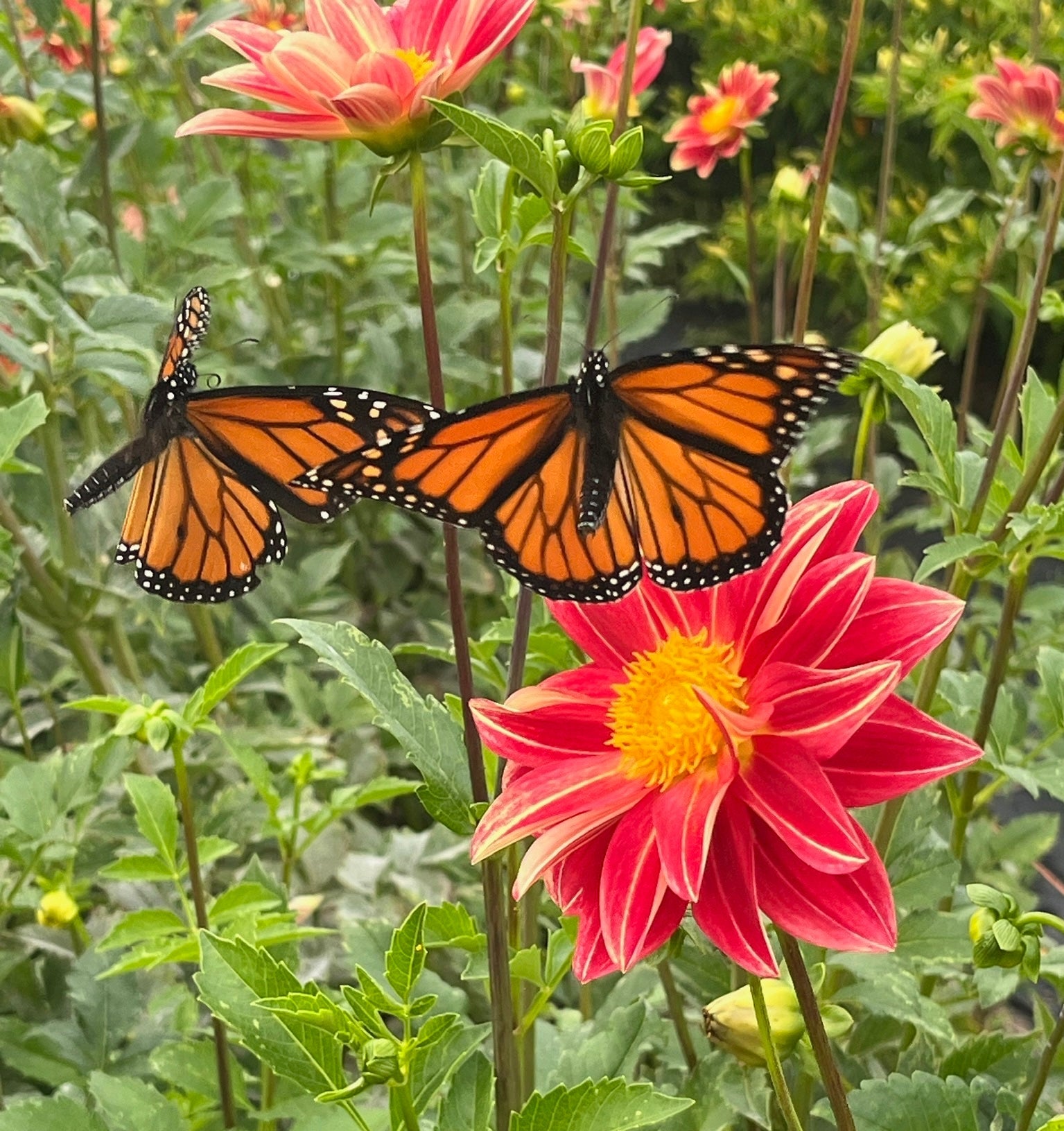 Monarchs on Breezy Dahlia